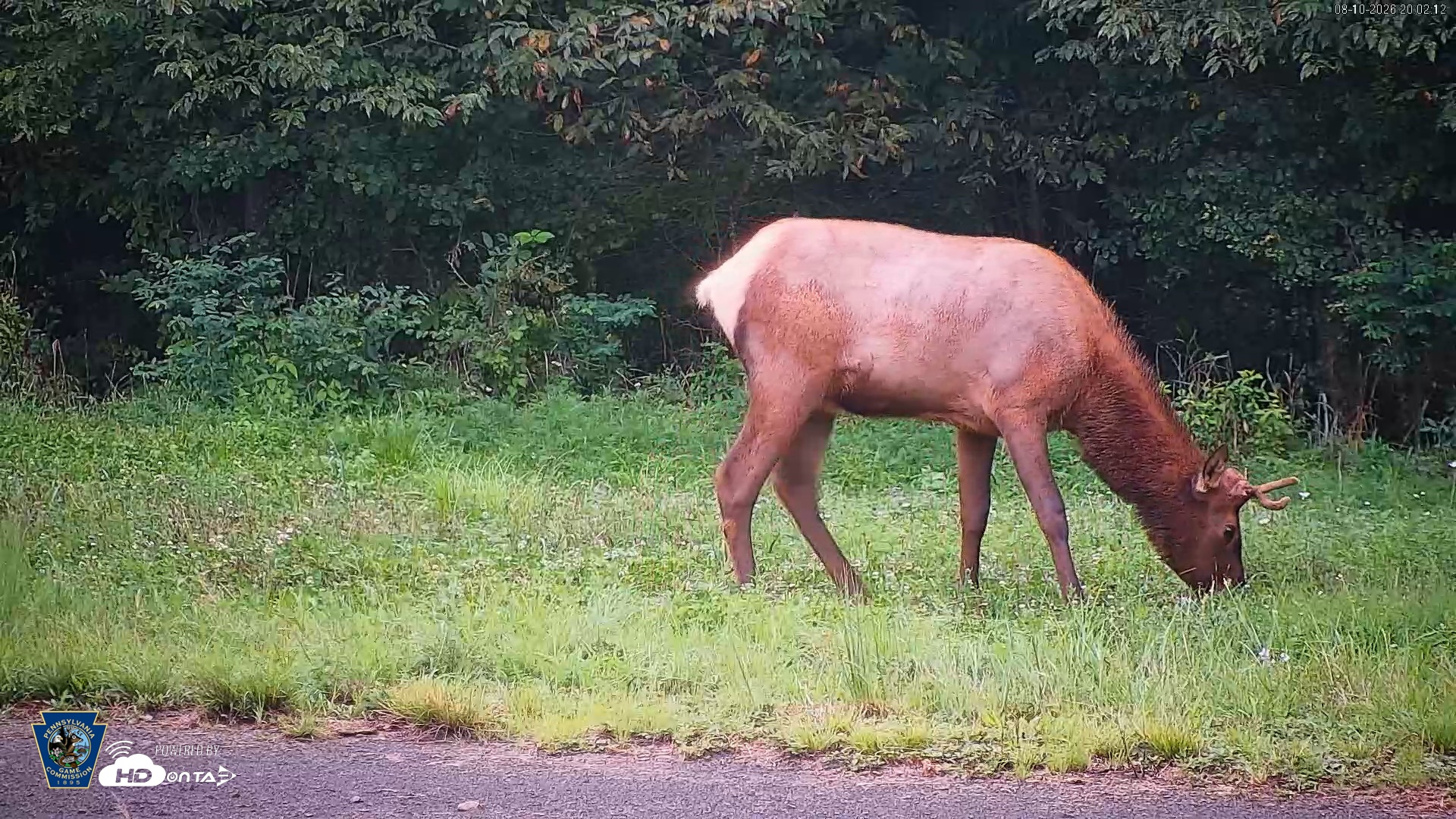 Snapshot of Pennsylvania Elk Live Webcam taken Aug 10, 2026, 8:02pm EDT