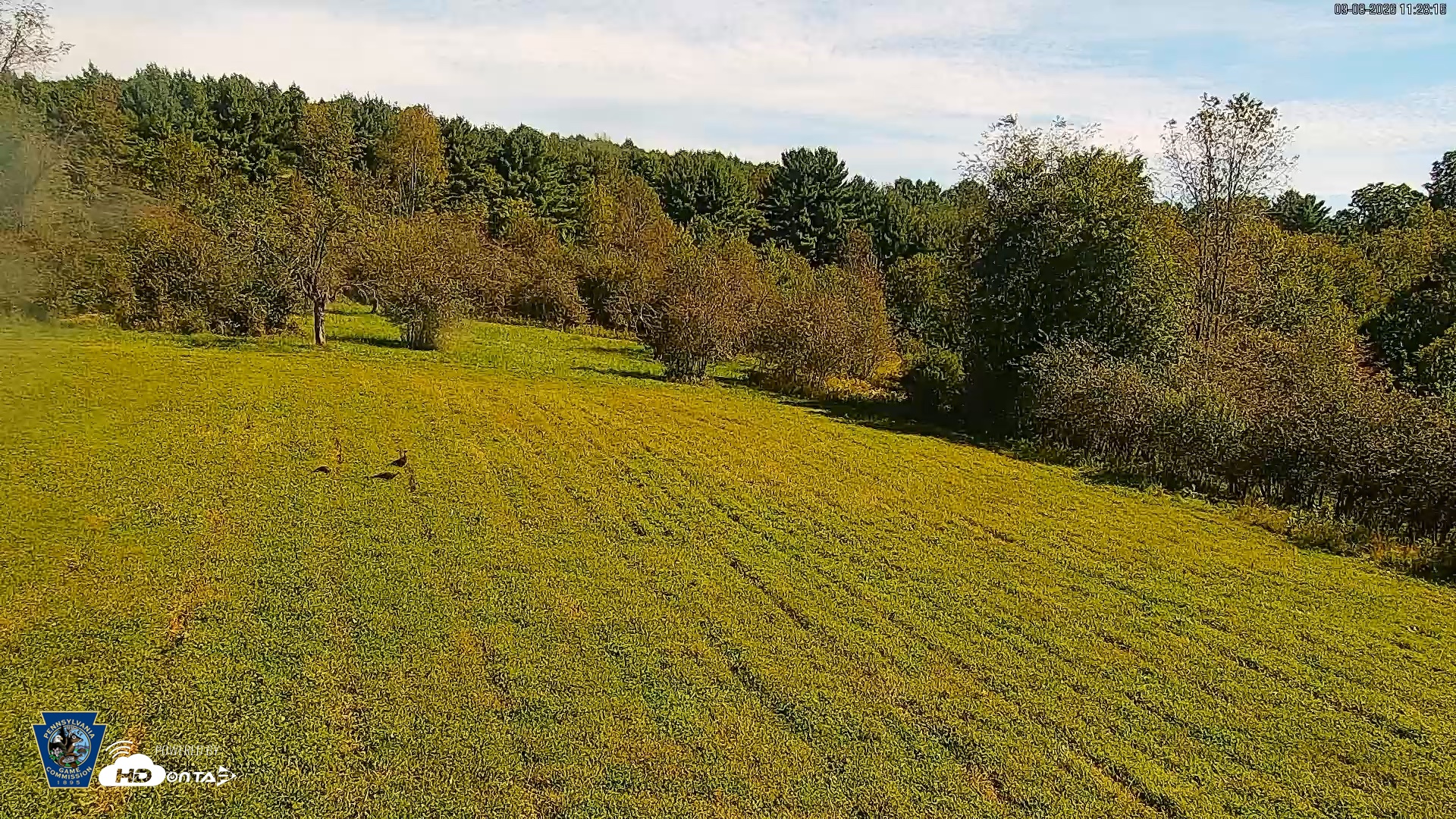 Snapshot of Pennsylvania Elk Live Webcam taken Sep 8, 2026, 11:29am EDT
