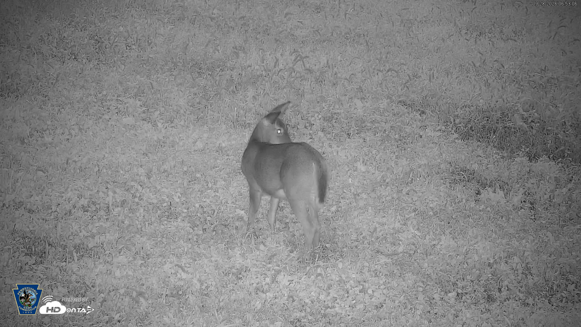 Snapshot of Pennsylvania Elk Live Webcam taken Sep 28, 2026, 6:53am EDT
