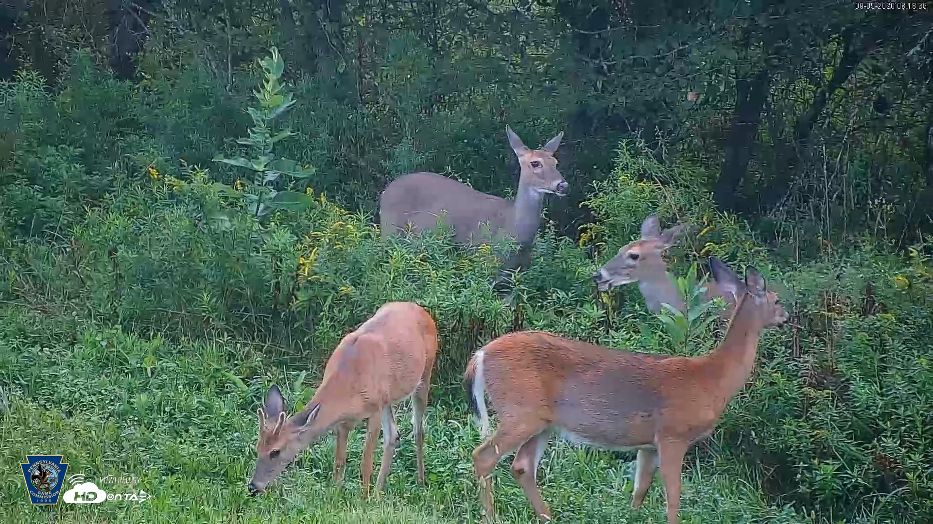 Snapshot of Pennsylvania Elk Live Webcam taken Sep 5, 2026, 8:19am EDT