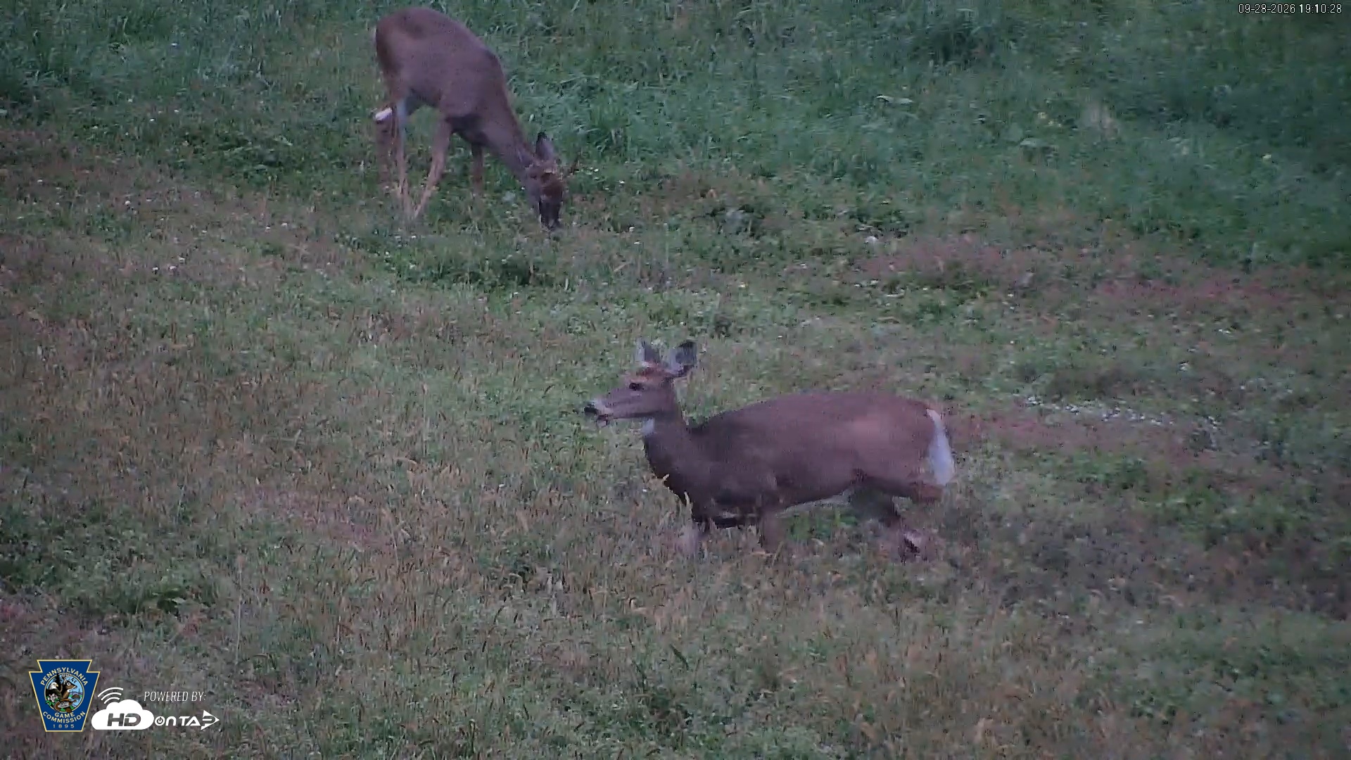Snapshot of Pennsylvania Elk Live Webcam taken Sep 28, 2026, 7:11pm EDT