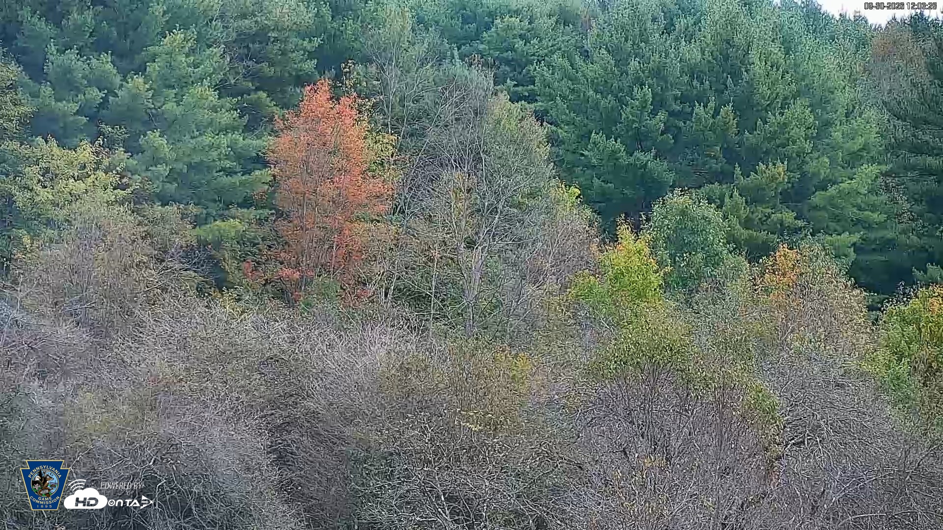 Snapshot of Pennsylvania Elk Live Webcam taken Sep 30, 2026, 12:04pm EDT