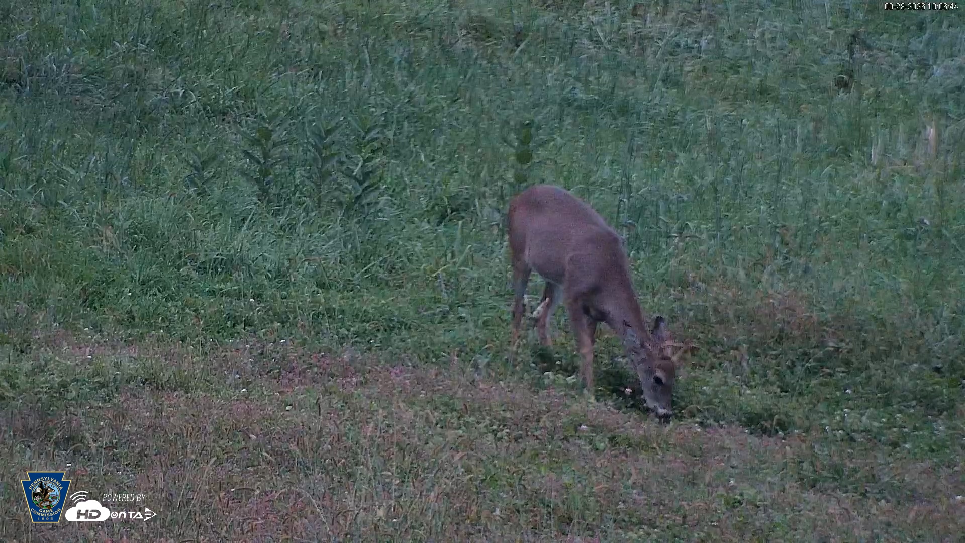 Snapshot of Pennsylvania Elk Live Webcam taken Sep 28, 2026, 7:08pm EDT