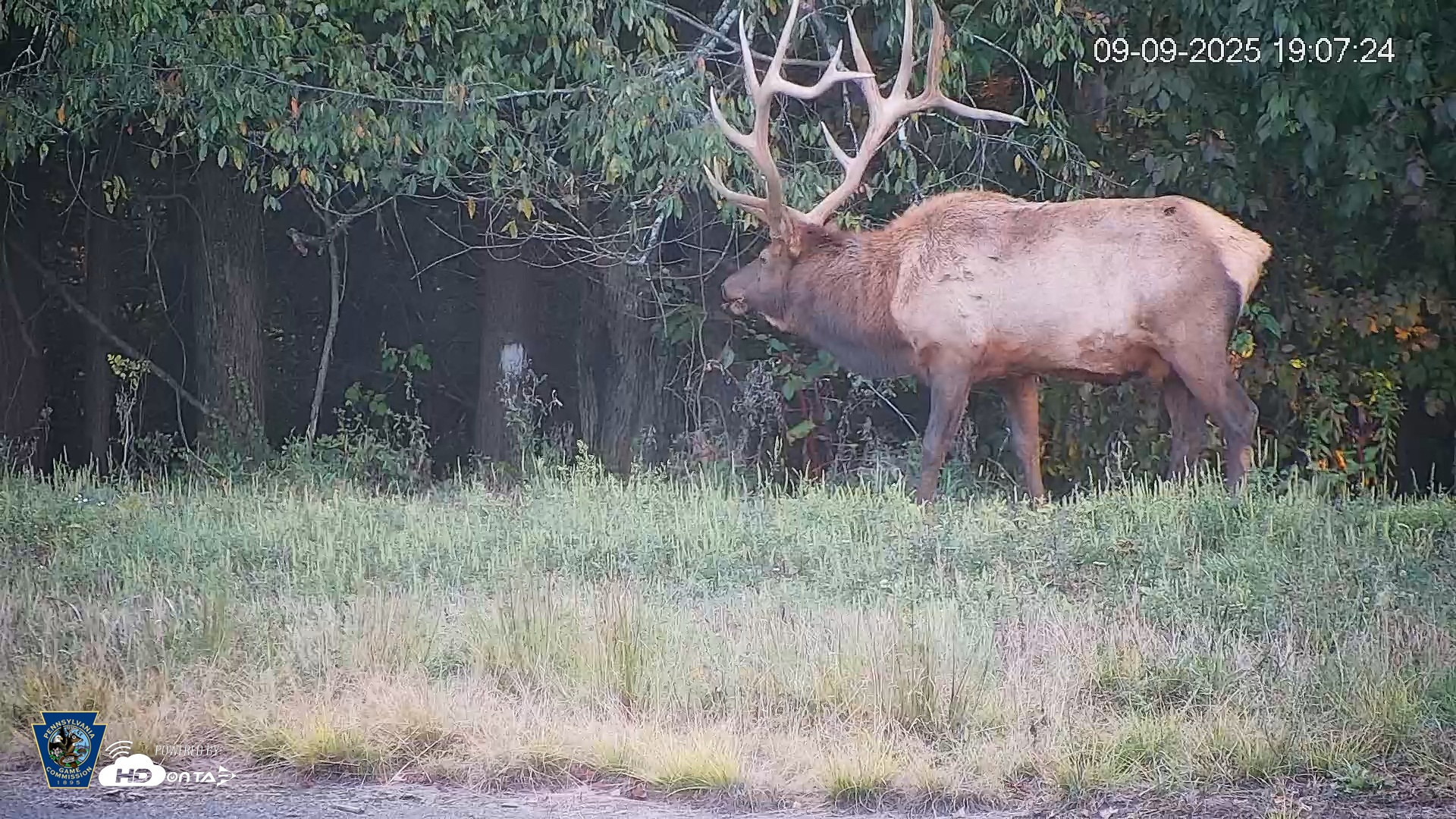 Snapshot of Pennsylvania Elk Live Webcam taken Sep 9, 2025, 7:08pm EDT