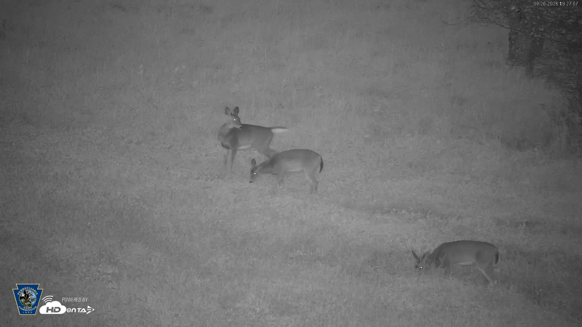 Snapshot of Pennsylvania Elk Live Webcam taken Sep 26, 2026, 7:27pm EDT