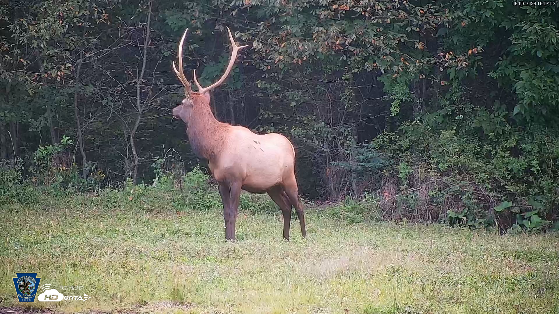 Snapshot of Pennsylvania Elk Live Webcam taken Sep 9, 2026, 7:09pm EDT