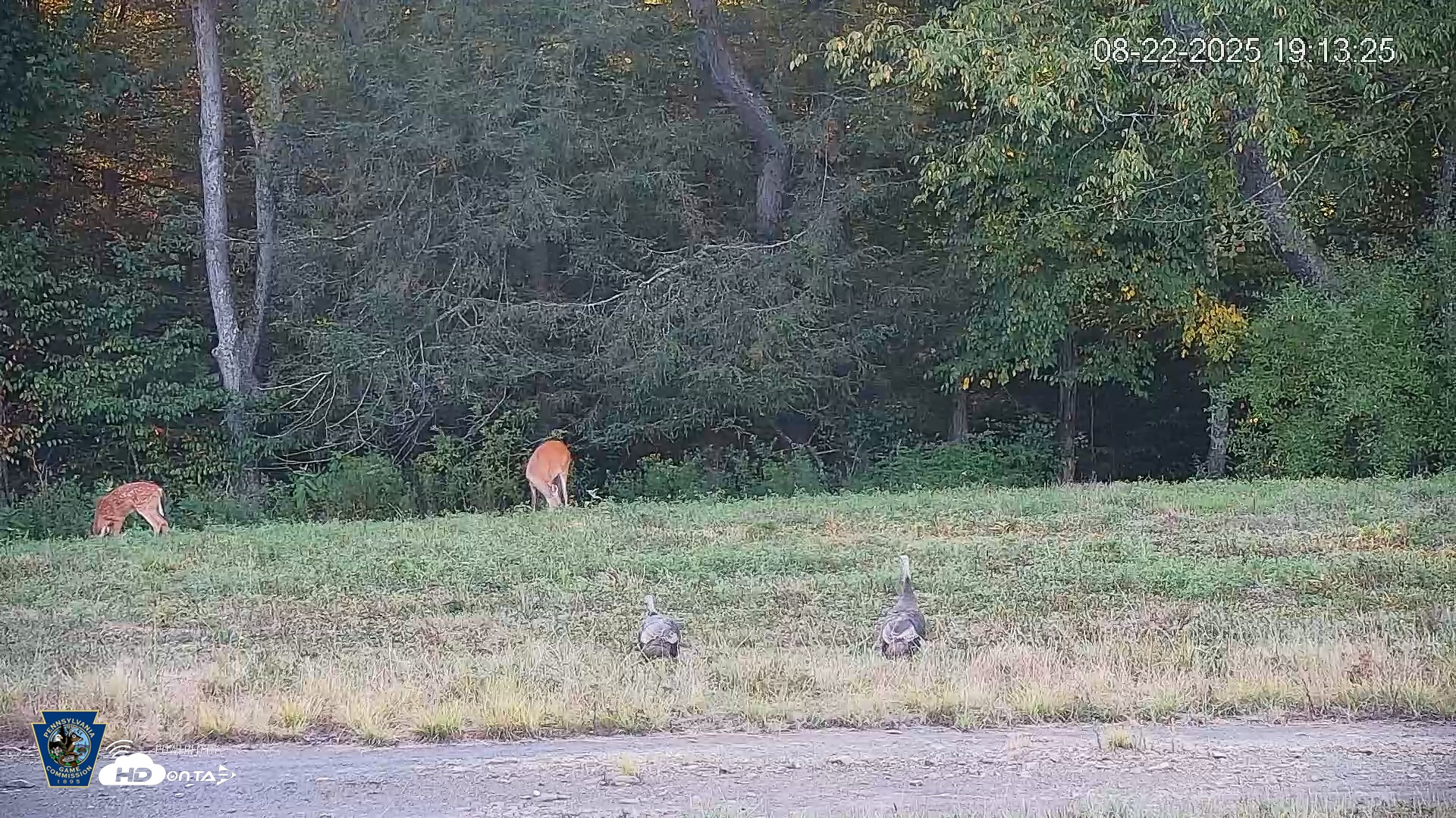 Snapshot of Pennsylvania Elk Live Webcam taken Aug 22, 2025, 7:14pm EDT