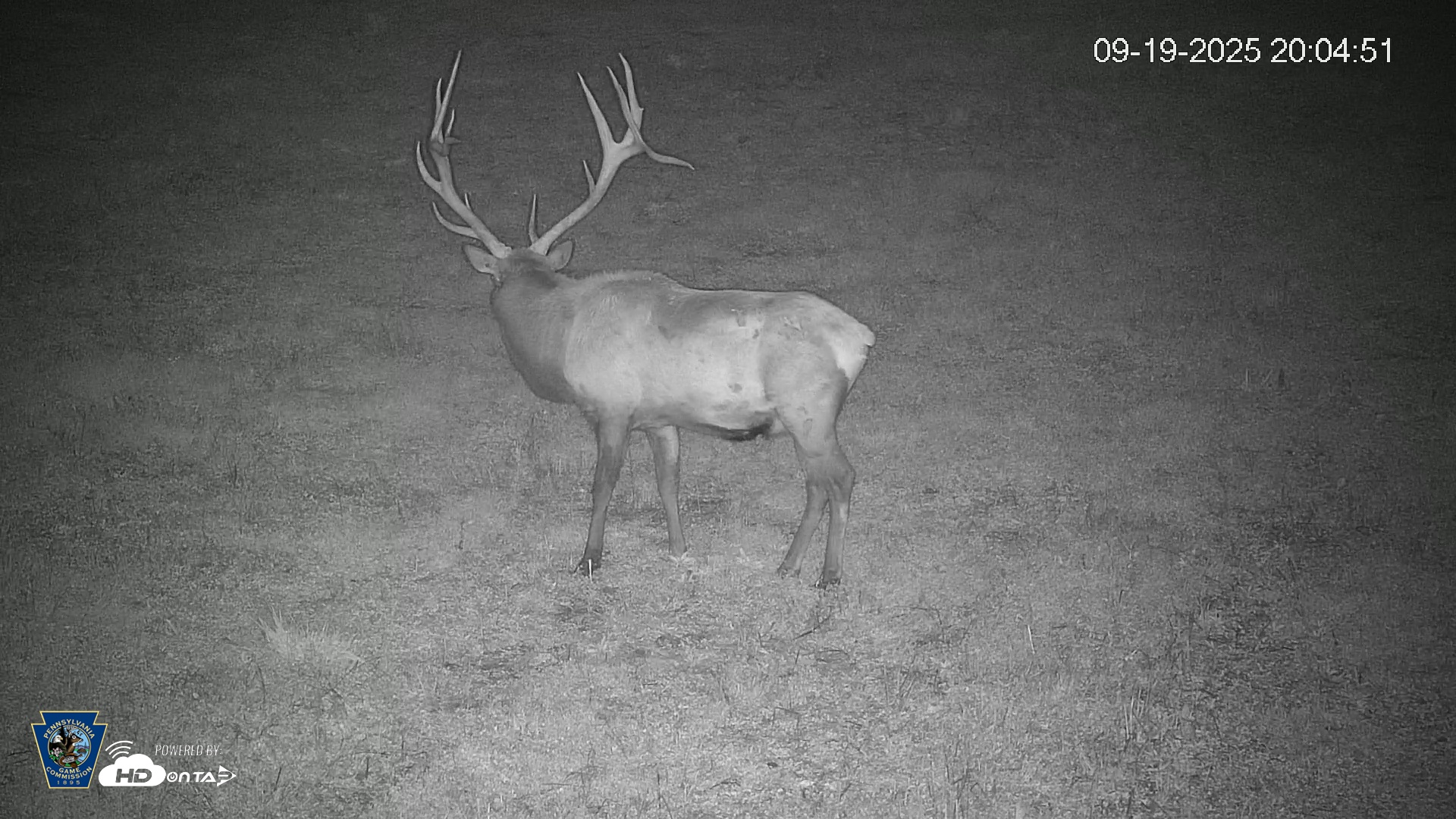 Snapshot of Pennsylvania Elk Live Webcam taken Sep 19, 2025, 8:05pm EDT