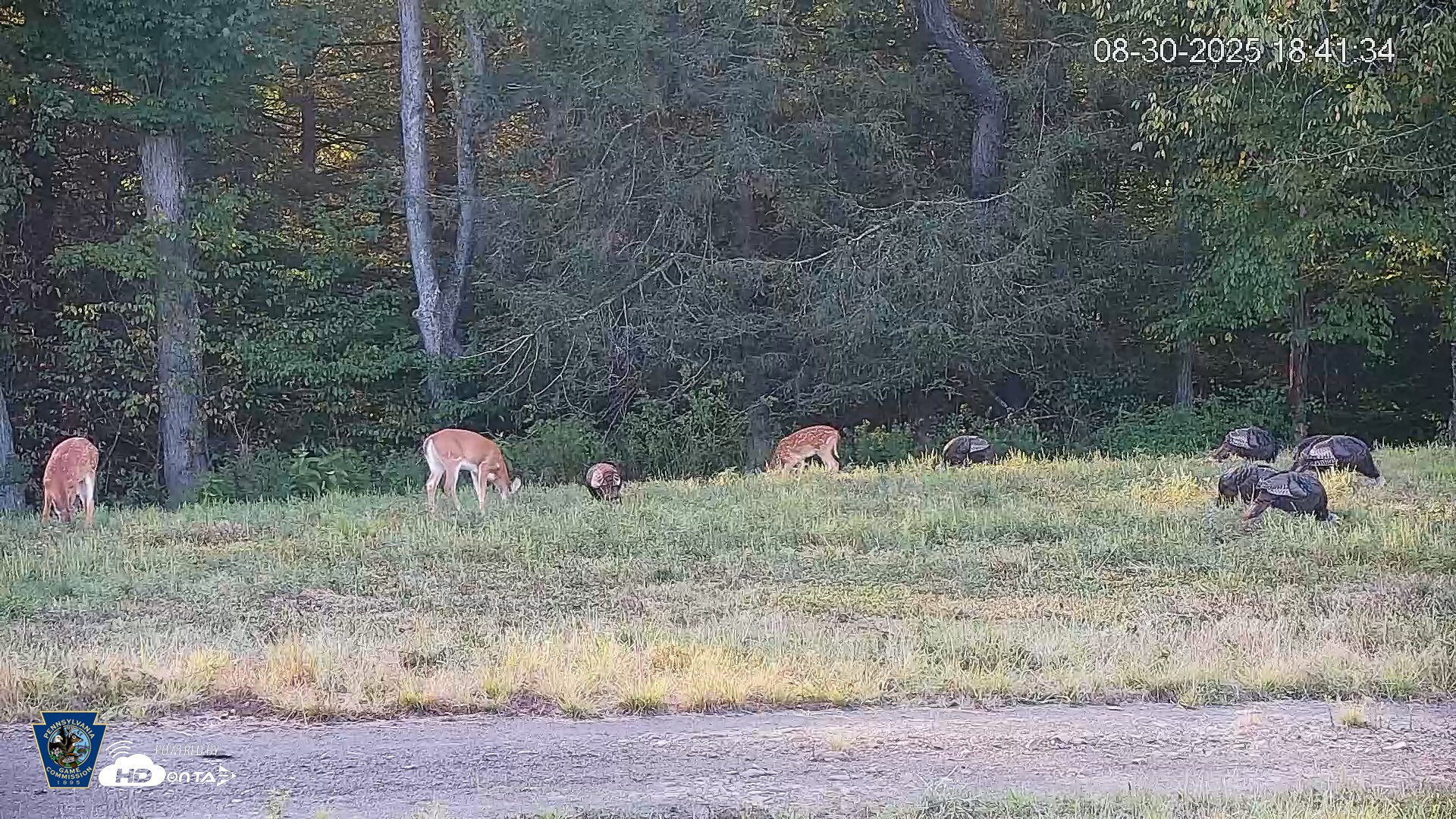 Snapshot of Pennsylvania Elk Live Webcam taken Aug 30, 2025, 6:42pm EDT