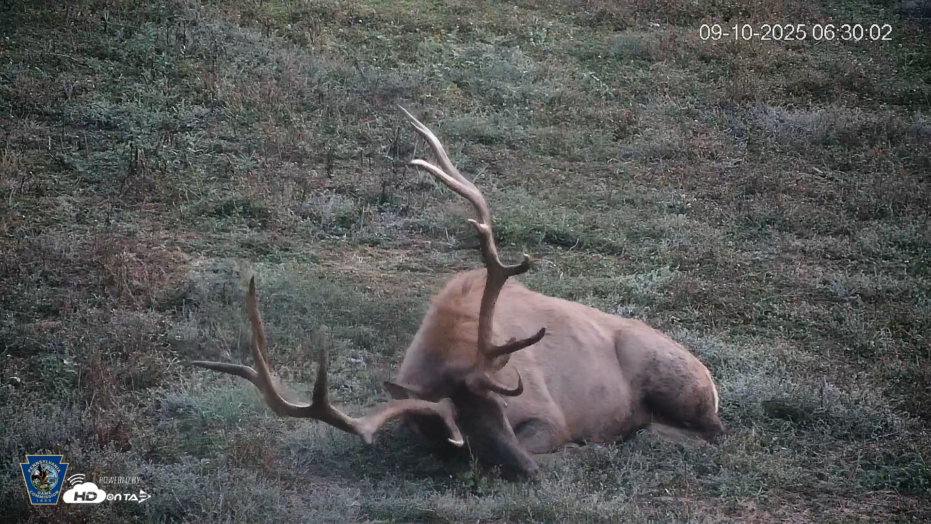 Snapshot of Pennsylvania Elk Live Webcam taken Sep 10, 2025, 6:30am EDT