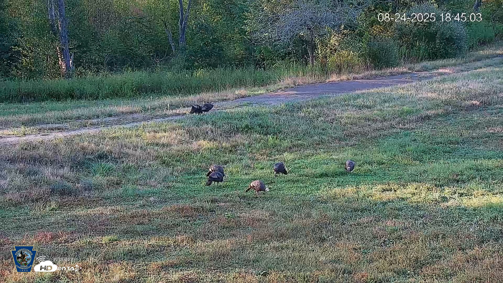 Snapshot of Pennsylvania Elk Live Webcam taken Aug 24, 2025, 6:45pm EDT