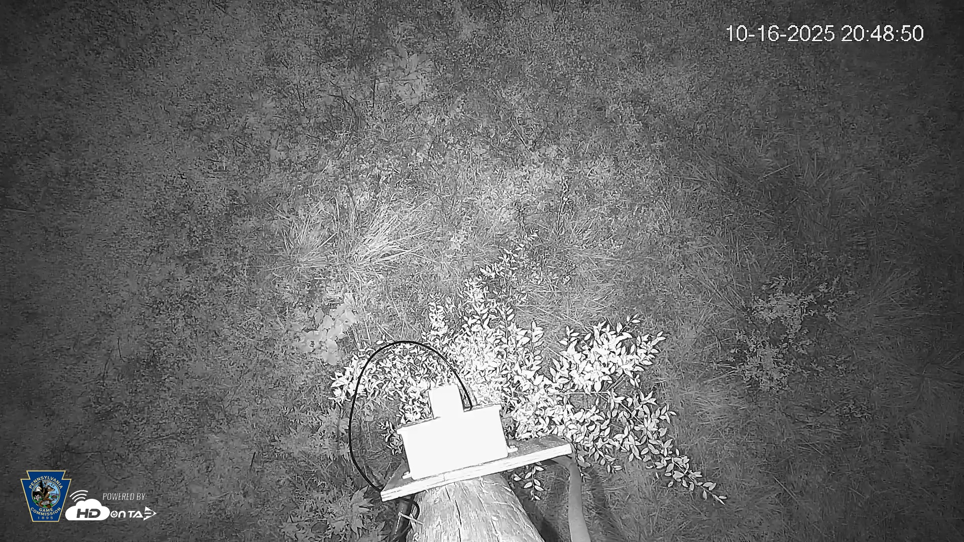 Snapshot of Pennsylvania Elk Live Webcam taken Oct 16, 2025, 8:49pm EDT