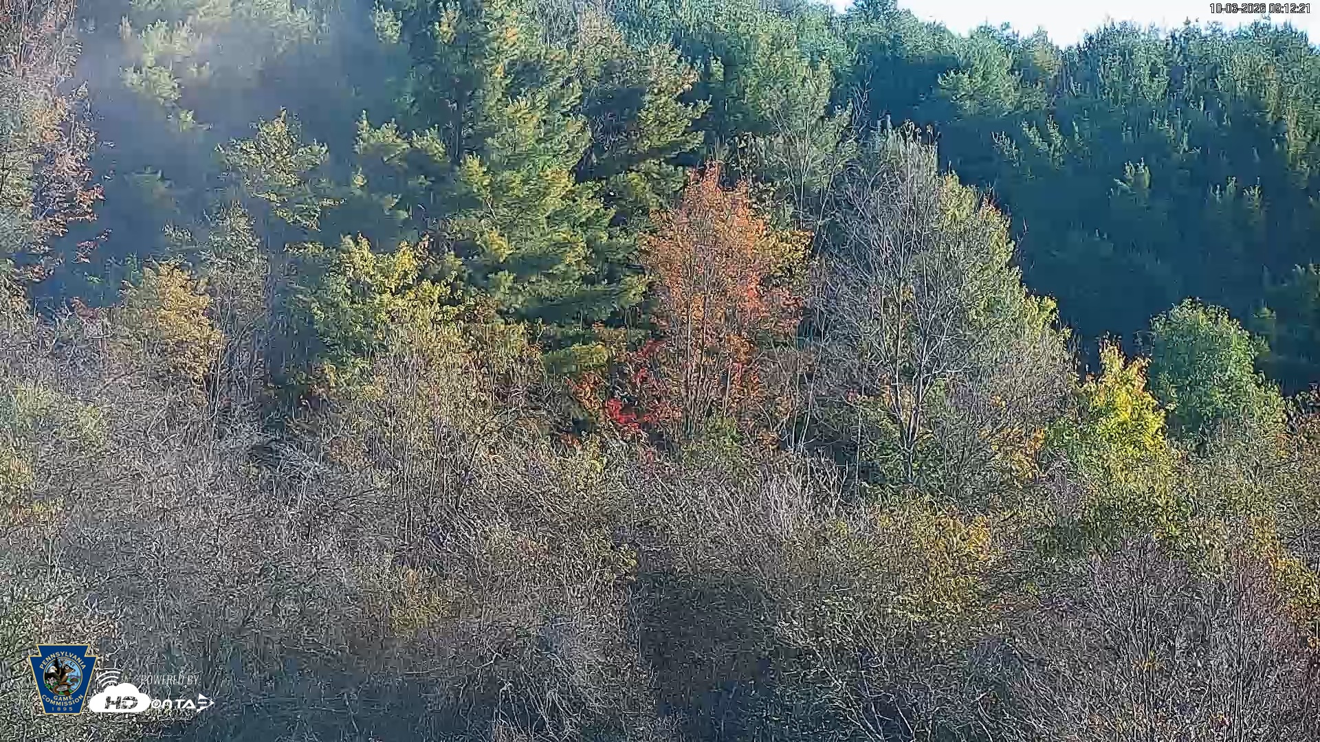 Snapshot of Pennsylvania Elk Live Webcam taken Oct 3, 2026, 9:13am EDT