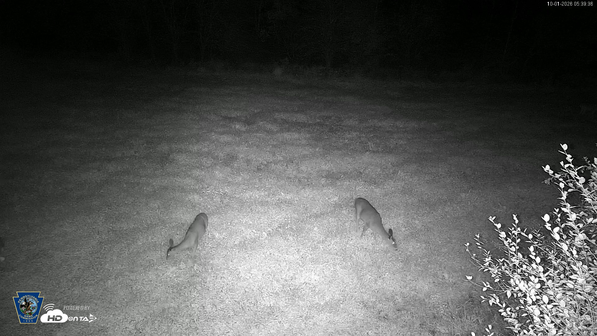 Snapshot of Pennsylvania Elk Live Webcam taken Oct 1, 2026, 5:40am EDT