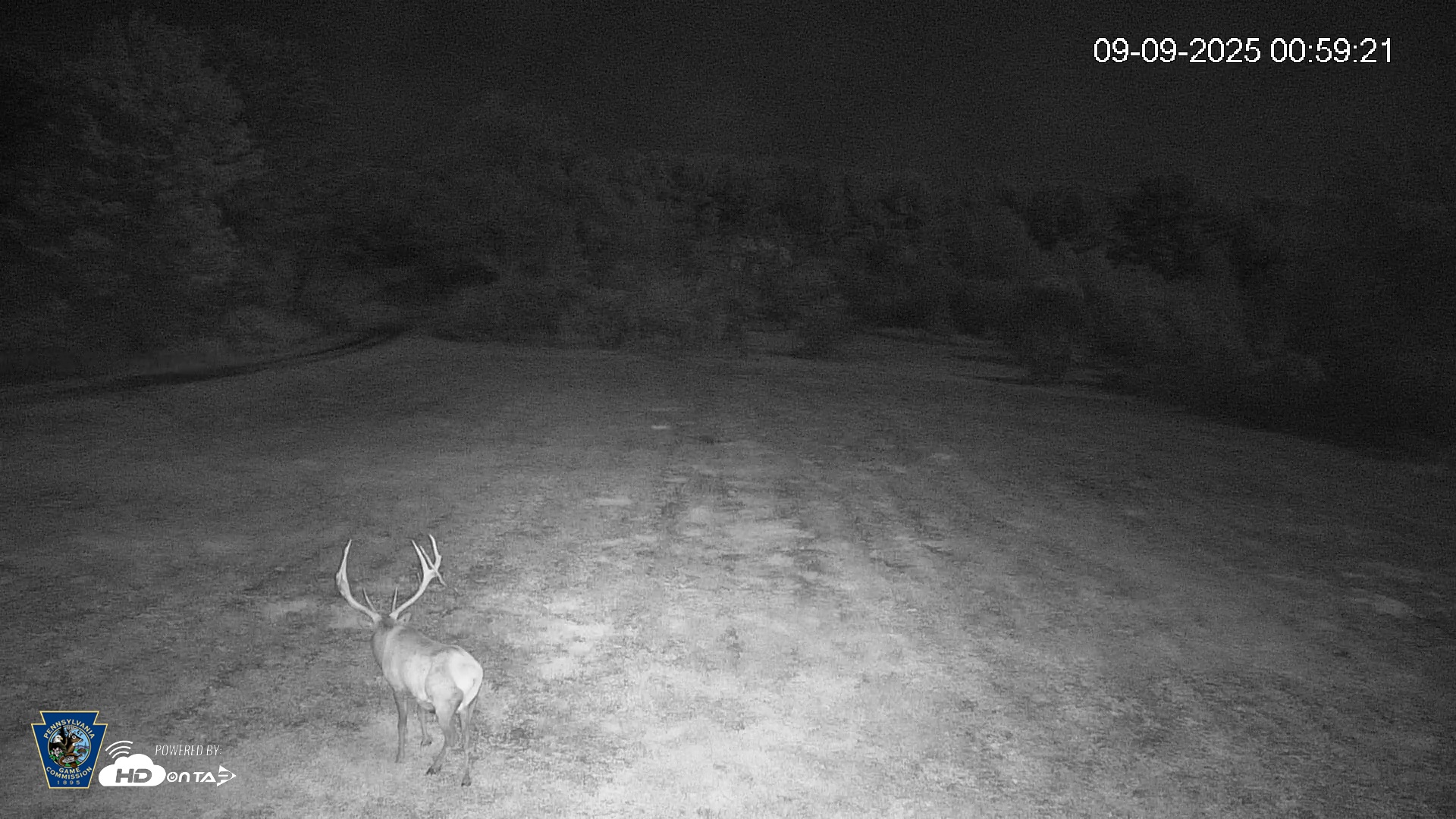 Snapshot of Pennsylvania Elk Live Webcam taken Sep 9, 2025, 1:00am EDT