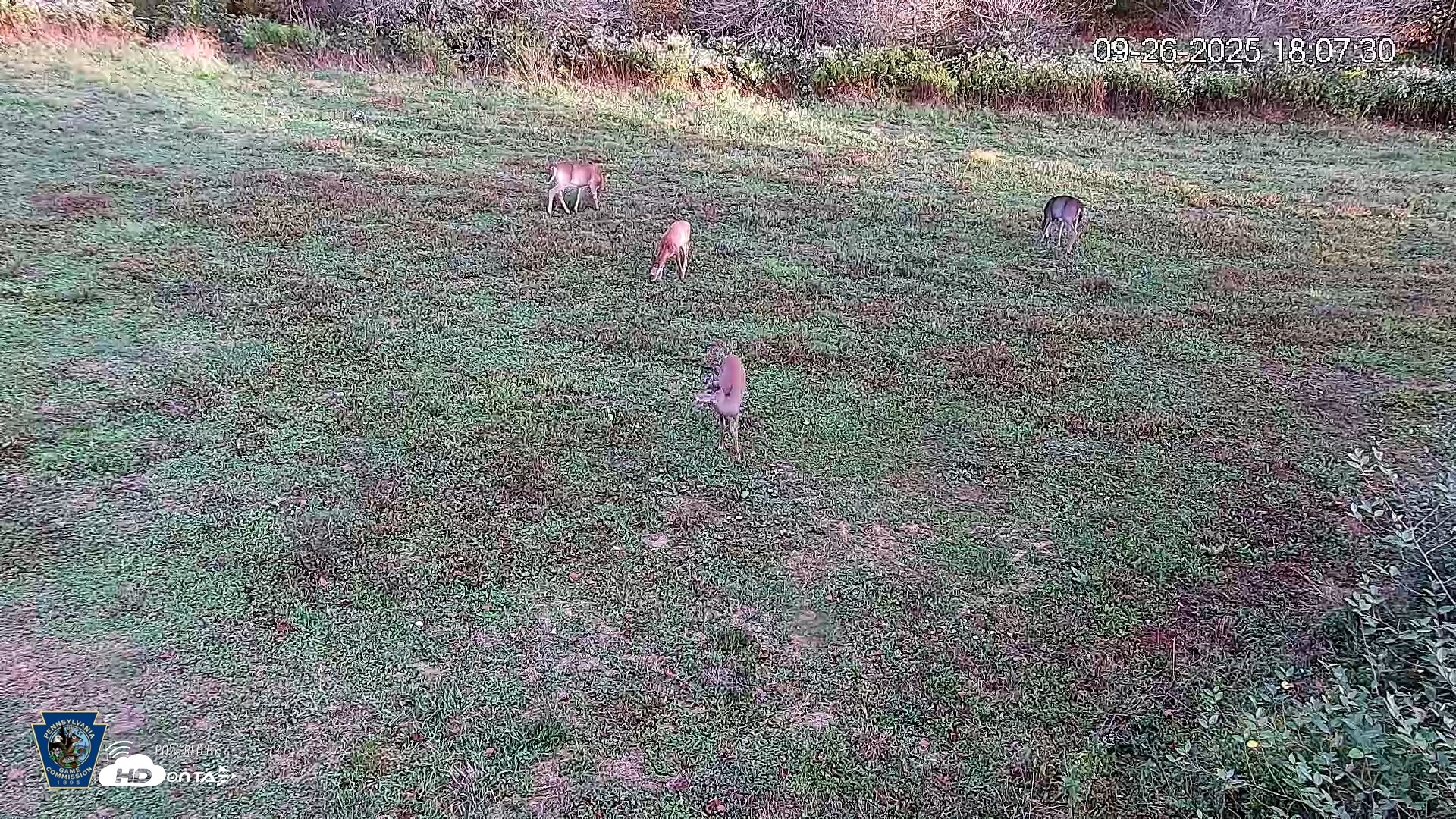 Snapshot of Pennsylvania Elk Live Webcam taken Sep 26, 2025, 6:08pm EDT