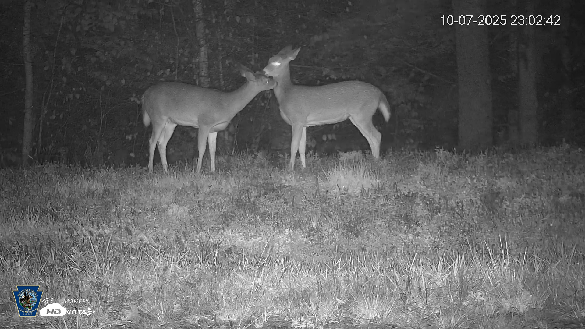 Snapshot of Pennsylvania Elk Live Webcam taken Oct 7, 2025, 11:03pm EDT