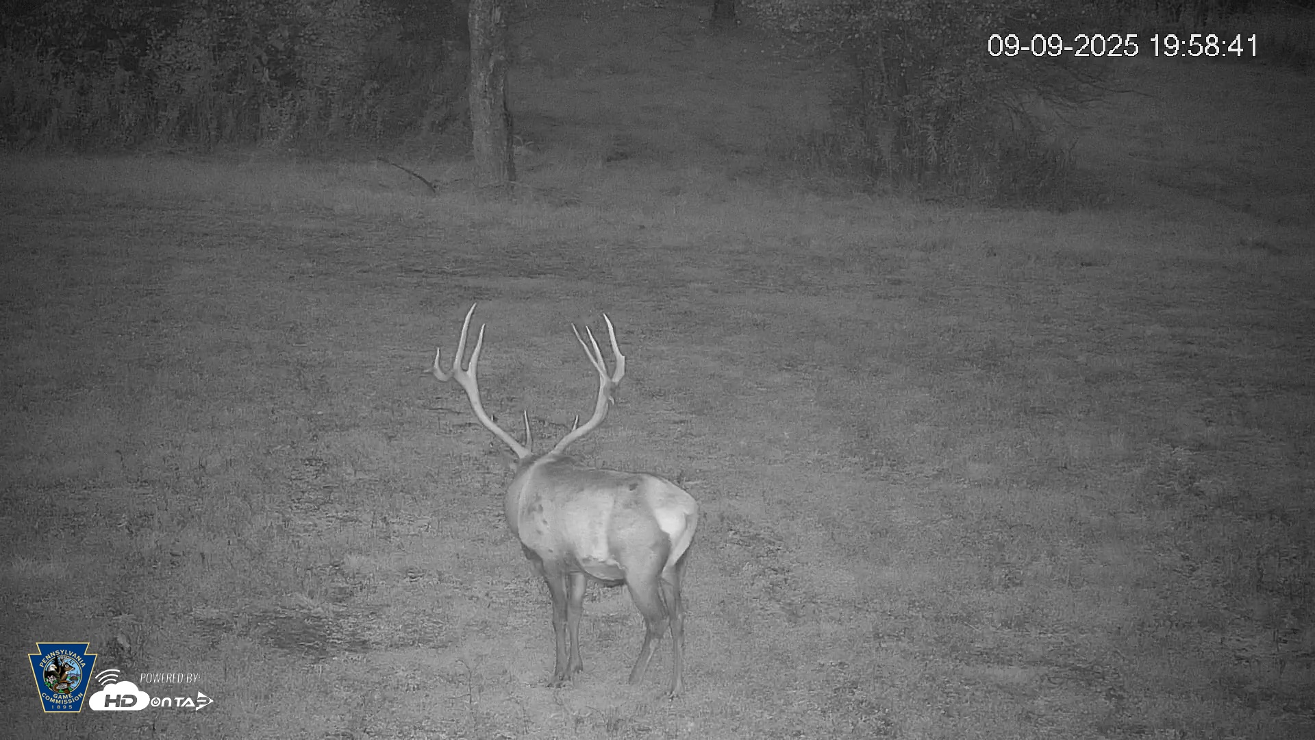 Snapshot of Pennsylvania Elk Live Webcam taken Sep 9, 2025, 8:01pm EDT