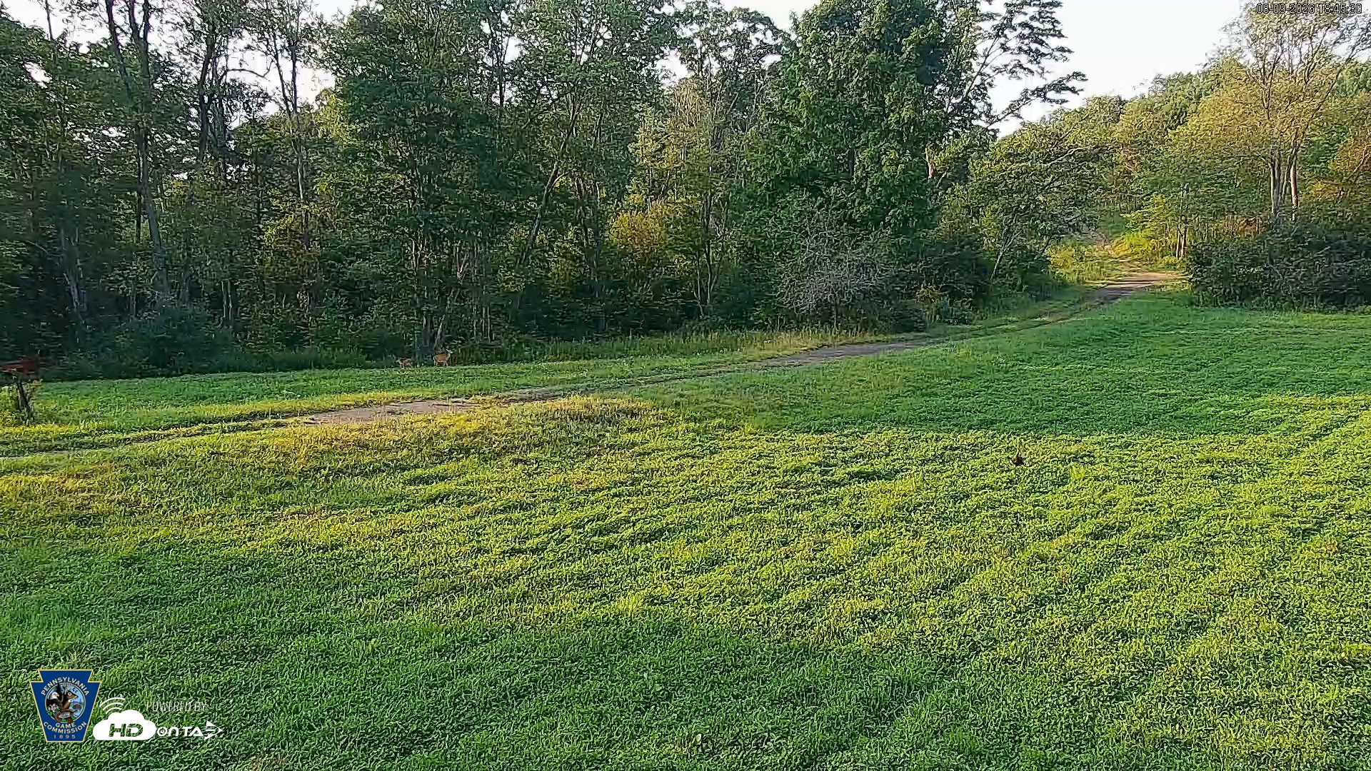 Snapshot of Pennsylvania Elk Live Webcam taken Aug 9, 2026, 6:46pm EDT