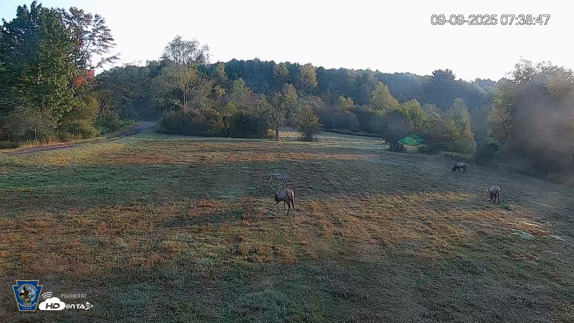 Snapshot of Pennsylvania Elk Live Webcam taken Sep 9, 2025, 7:40am EDT