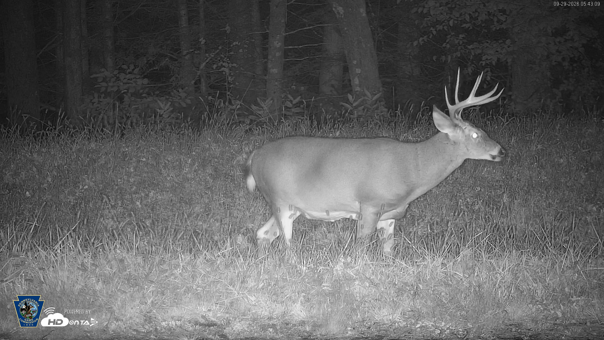 Snapshot of Pennsylvania Elk Live Webcam taken Sep 29, 2026, 5:44am EDT