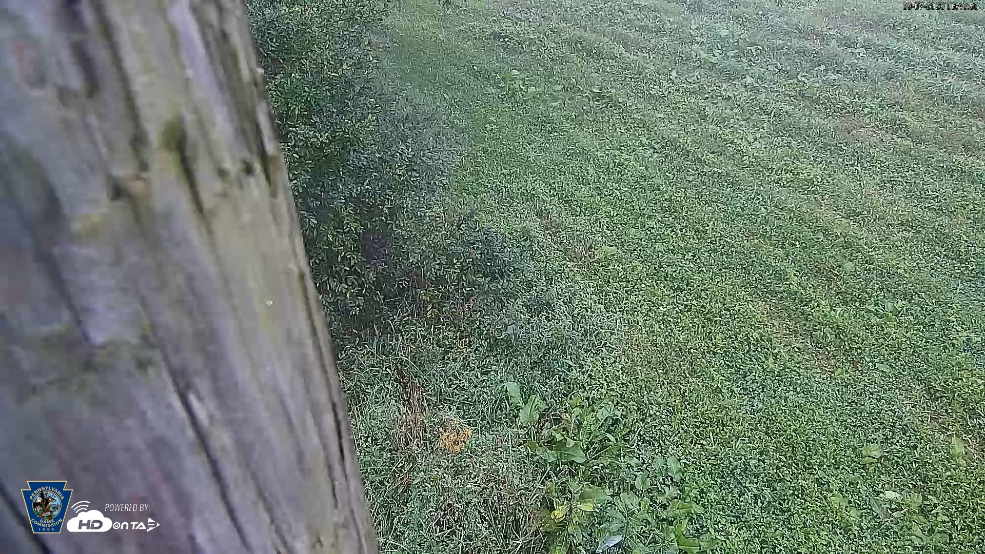 Snapshot of Pennsylvania Elk Live Webcam taken Sep 7, 2026, 6:48am EDT