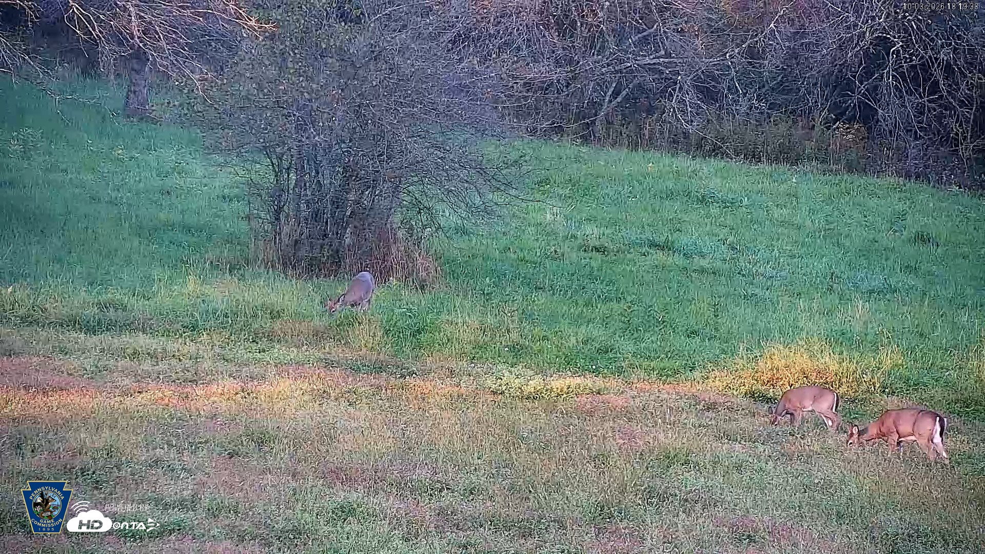 Snapshot of Pennsylvania Elk Live Webcam taken Oct 3, 2026, 6:20pm EDT