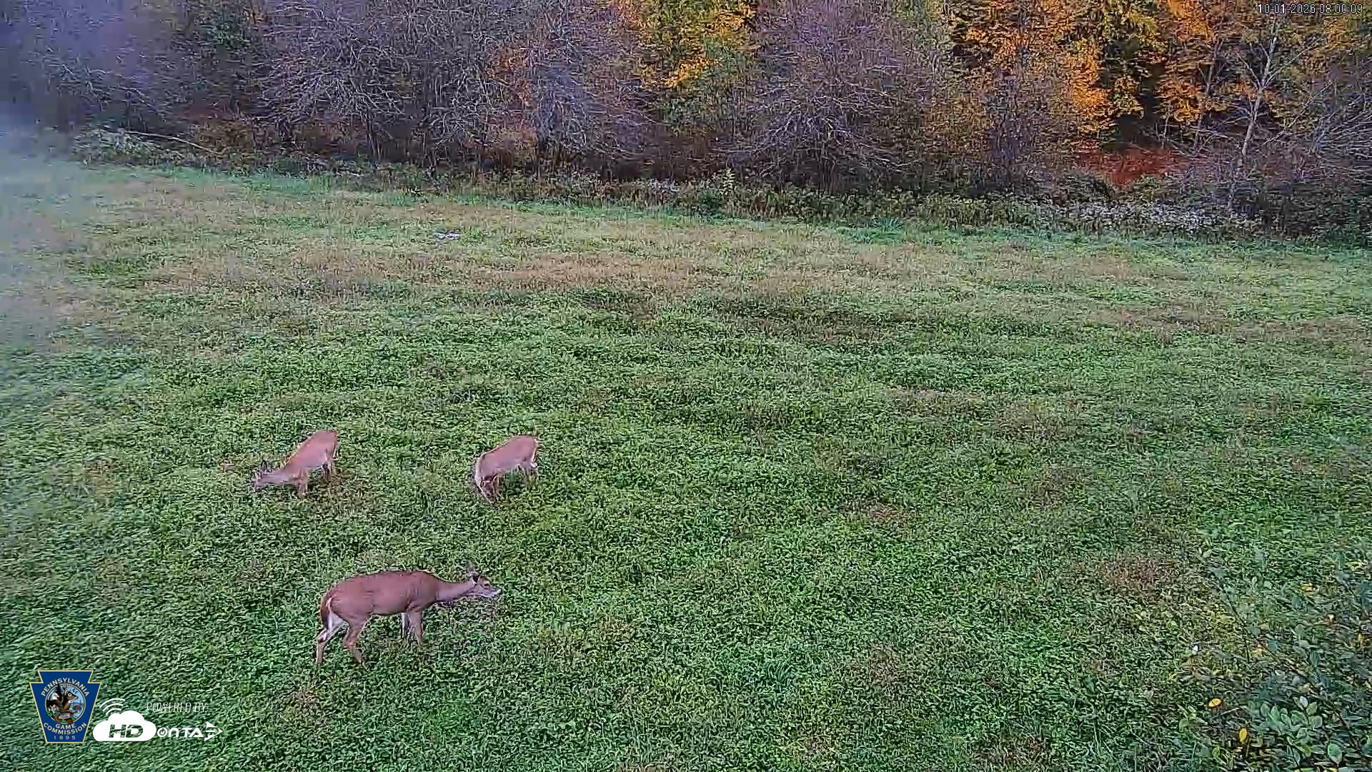 Snapshot of Pennsylvania Elk Live Webcam taken Oct 1, 2026, 8:01am EDT