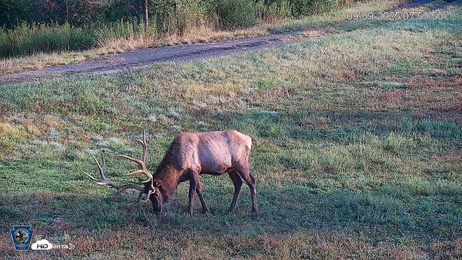 Snapshot of Pennsylvania Elk Live Webcam taken Sep 9, 2025, 7:55am EDT