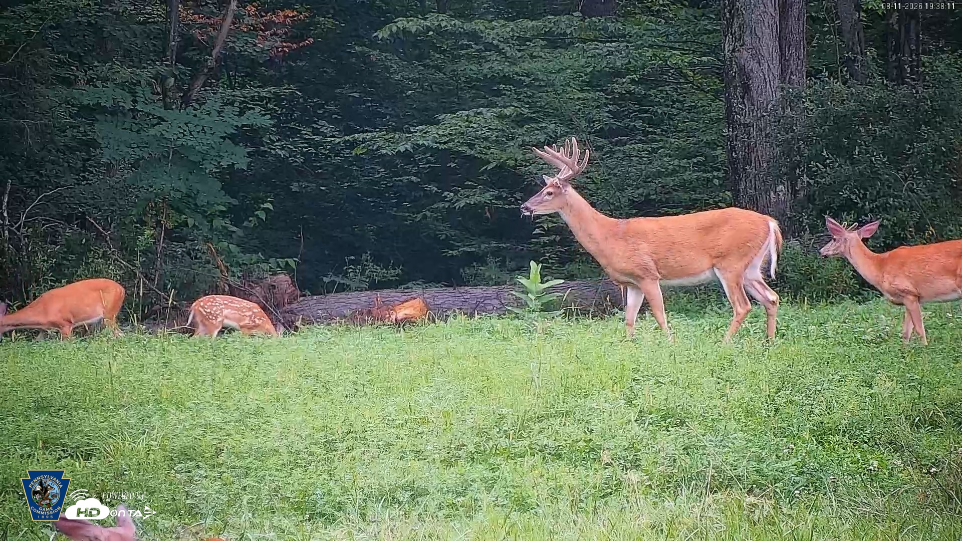 Snapshot of Pennsylvania Elk Live Webcam taken Aug 11, 2026, 7:38pm EDT