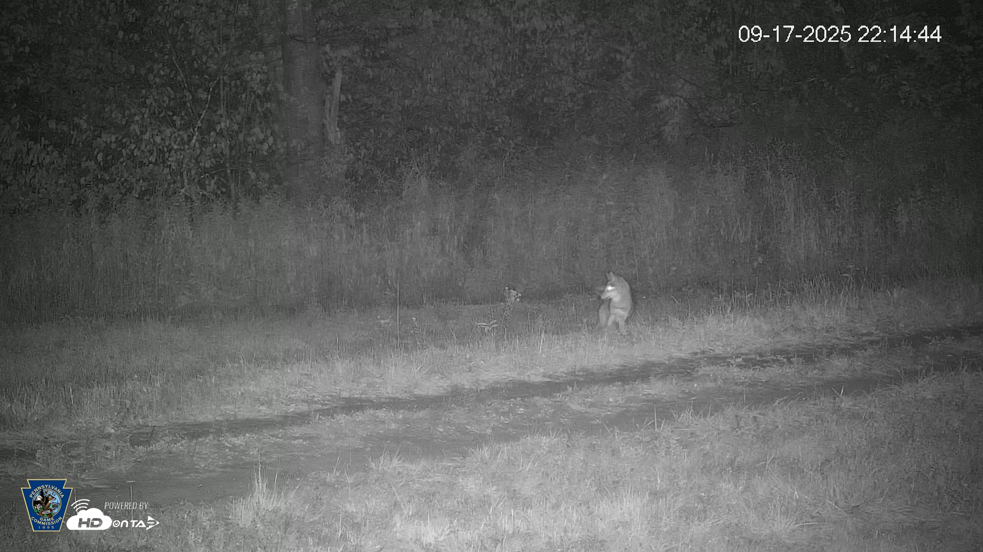 Snapshot of Pennsylvania Elk Live Webcam taken Sep 17, 2025, 10:15pm EDT