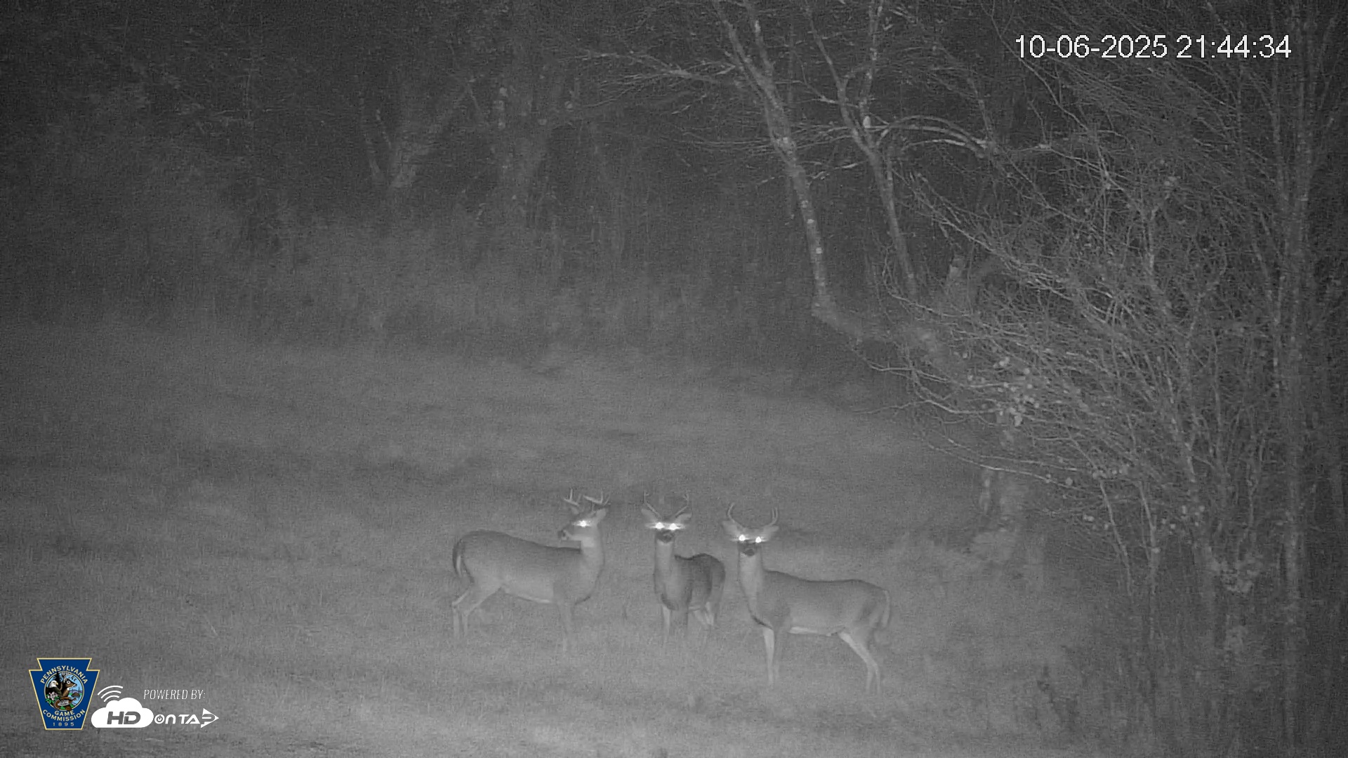 Snapshot of Pennsylvania Elk Live Webcam taken Oct 6, 2025, 9:45pm EDT