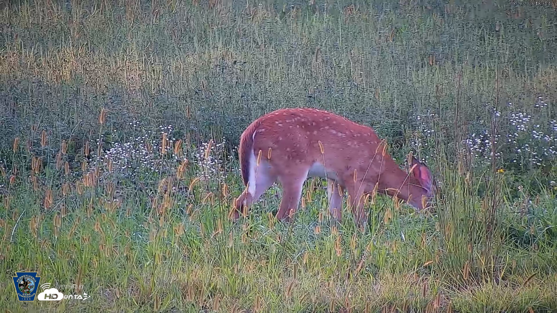 Snapshot of Pennsylvania Elk Live Webcam taken Aug 27, 2026, 6:36pm EDT