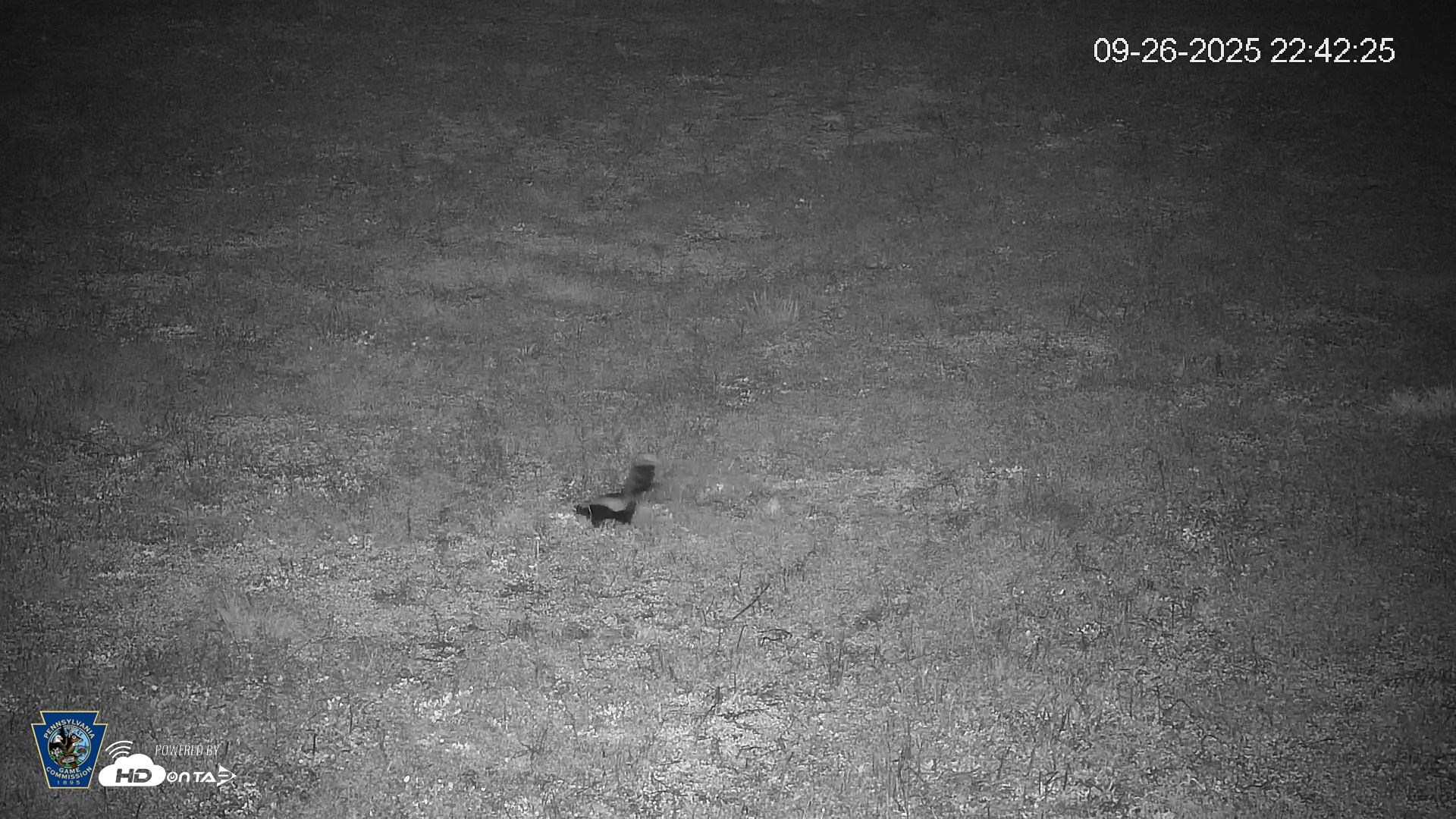 Snapshot of Pennsylvania Elk Live Webcam taken Sep 26, 2025, 10:43pm EDT