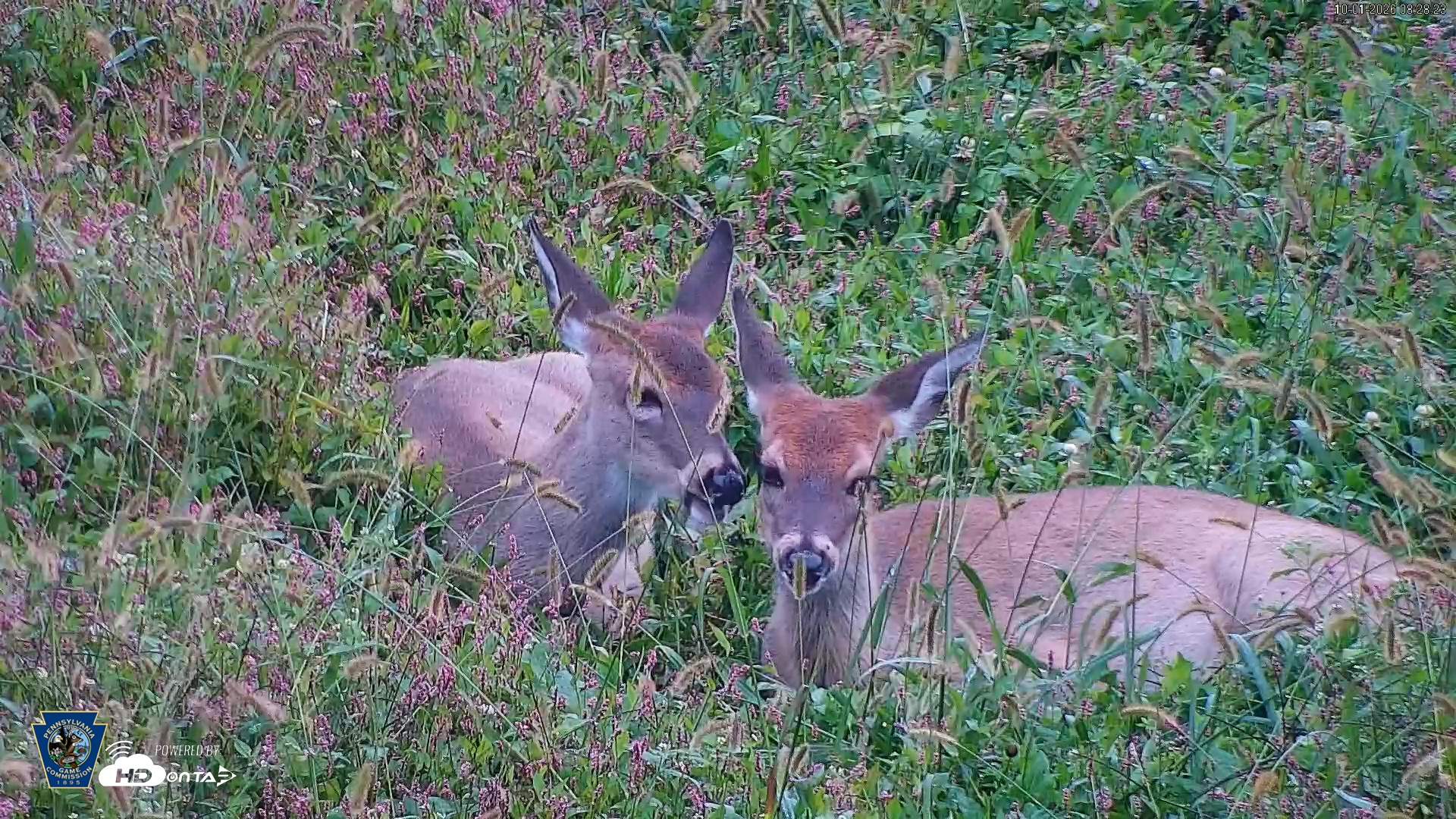 Snapshot of Pennsylvania Elk Live Webcam taken Oct 1, 2026, 8:29am EDT