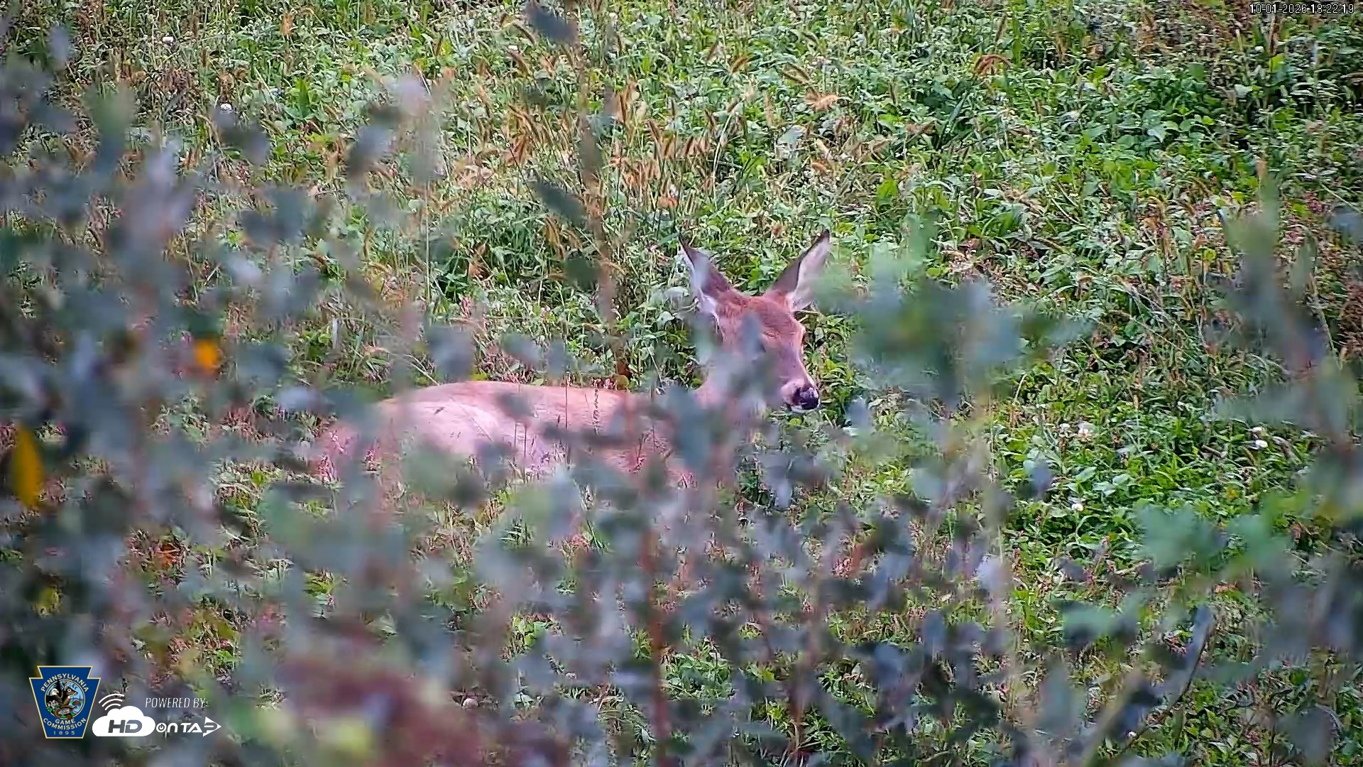 Snapshot of Pennsylvania Elk Live Webcam taken Oct 1, 2026, 6:23pm EDT