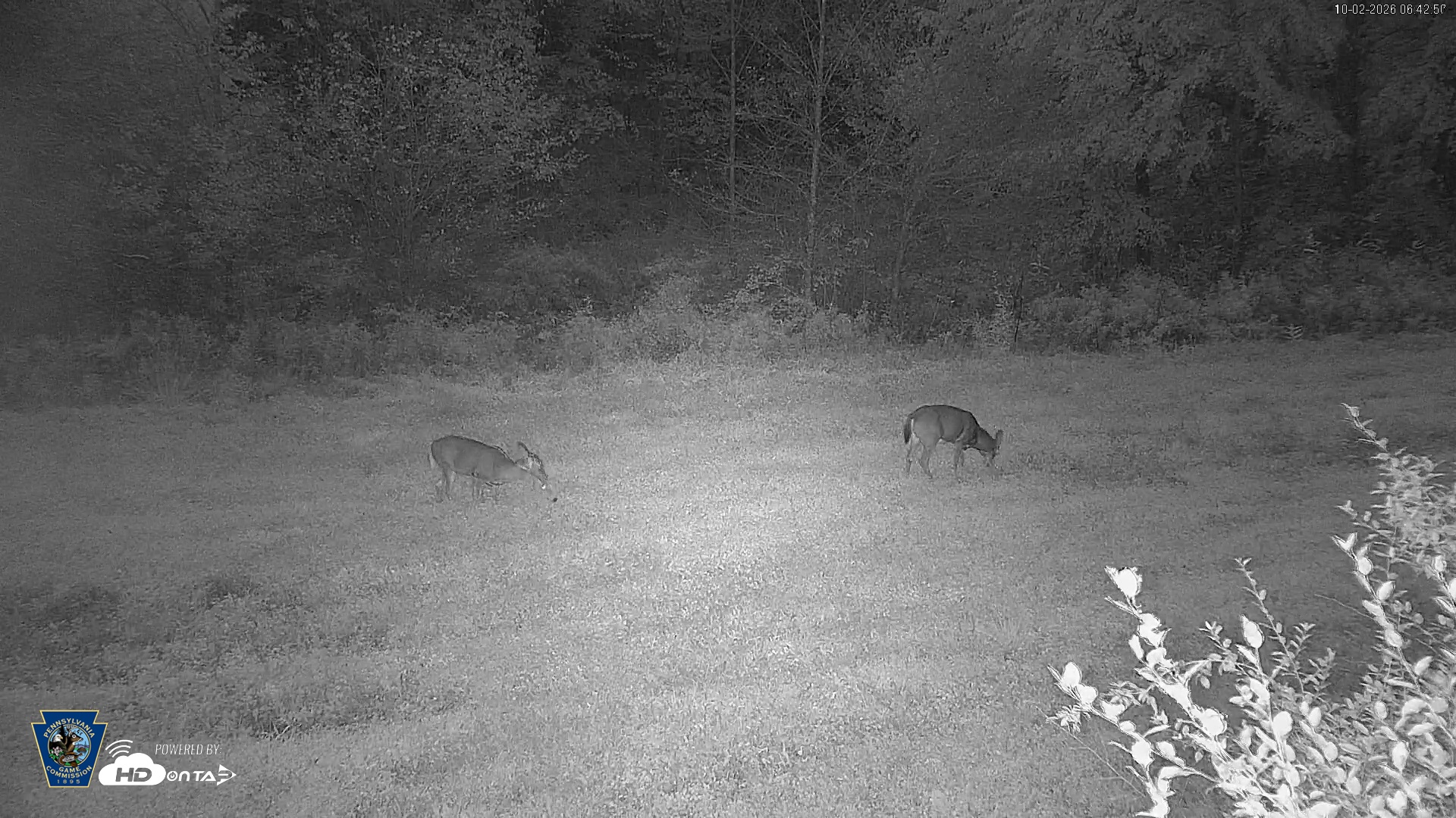 Snapshot of Pennsylvania Elk Live Webcam taken Oct 2, 2026, 6:44am EDT