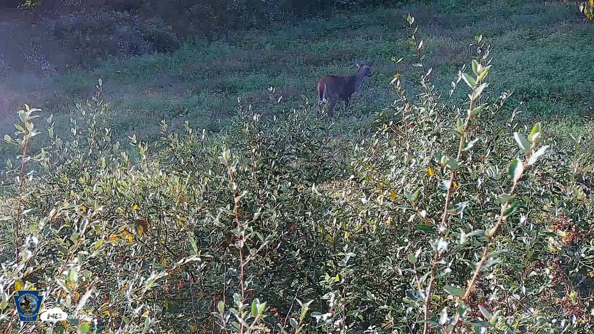 Snapshot of Pennsylvania Elk Live Webcam taken Oct 3, 2026, 8:51am EDT