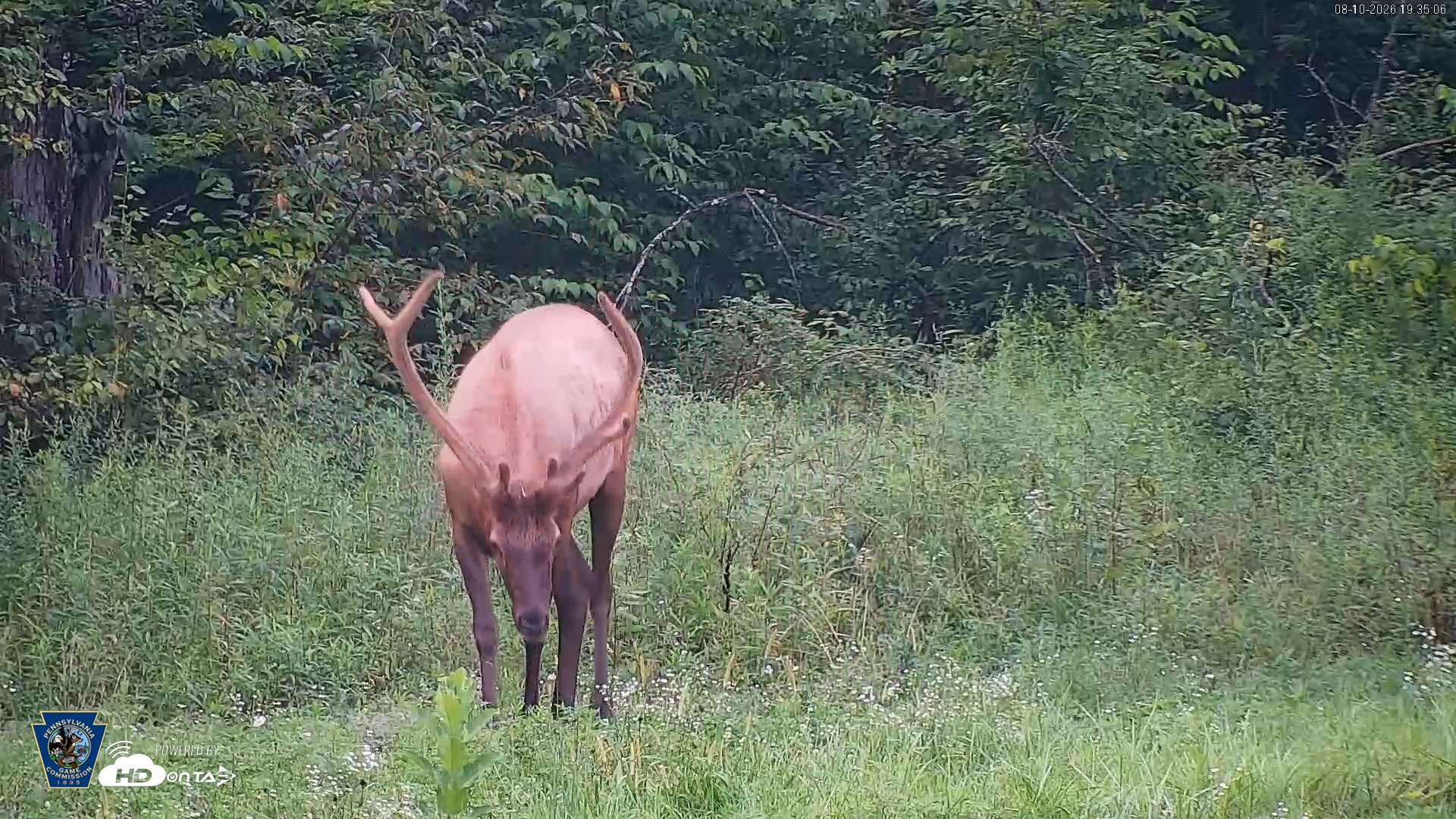 Snapshot of Pennsylvania Elk Live Webcam taken Aug 10, 2026, 7:36pm EDT