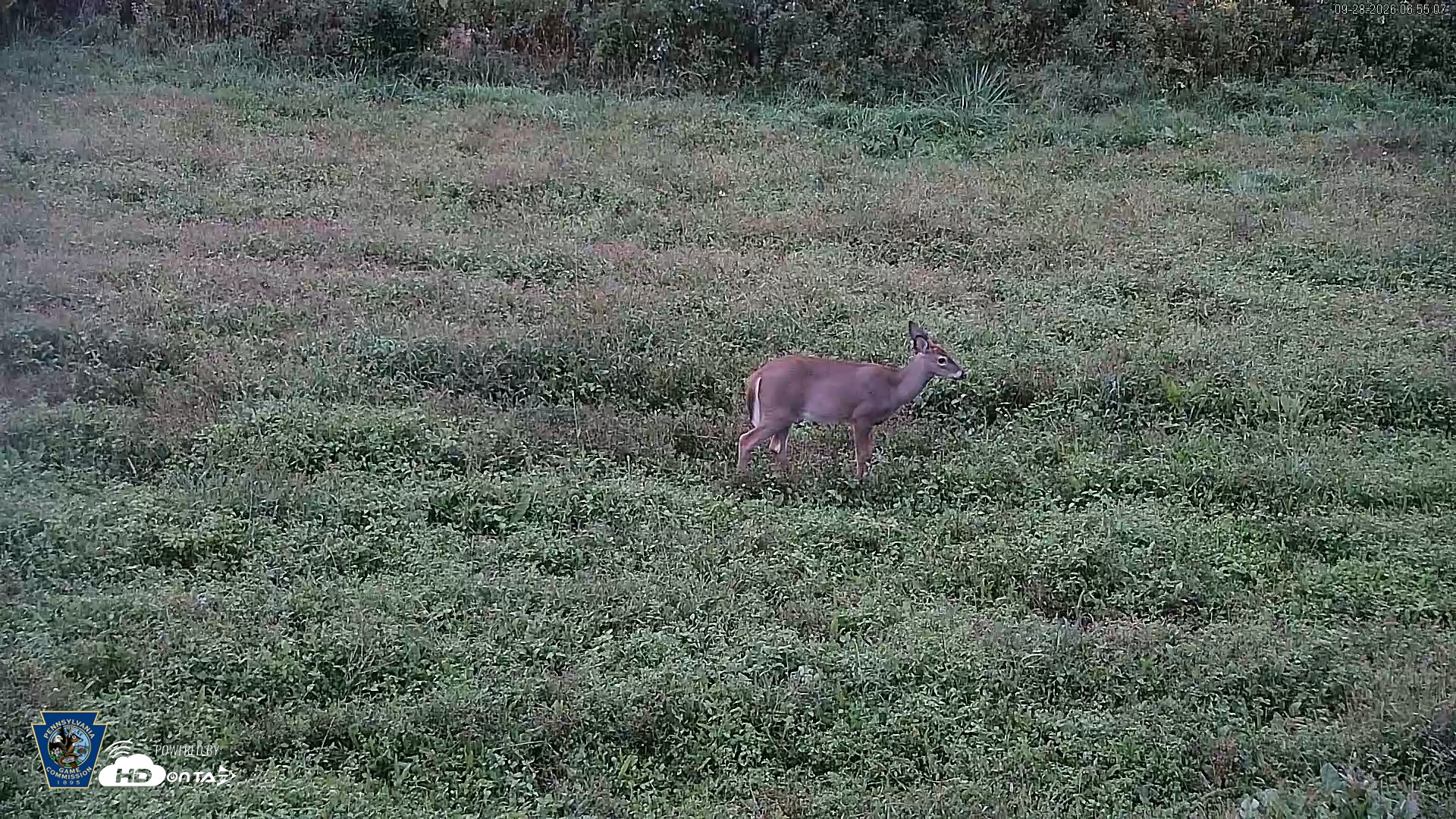 Snapshot of Pennsylvania Elk Live Webcam taken Sep 28, 2026, 6:56am EDT