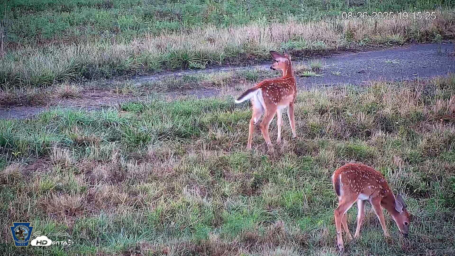 Snapshot of Pennsylvania Elk Live Webcam taken Aug 26, 2025, 7:16pm EDT