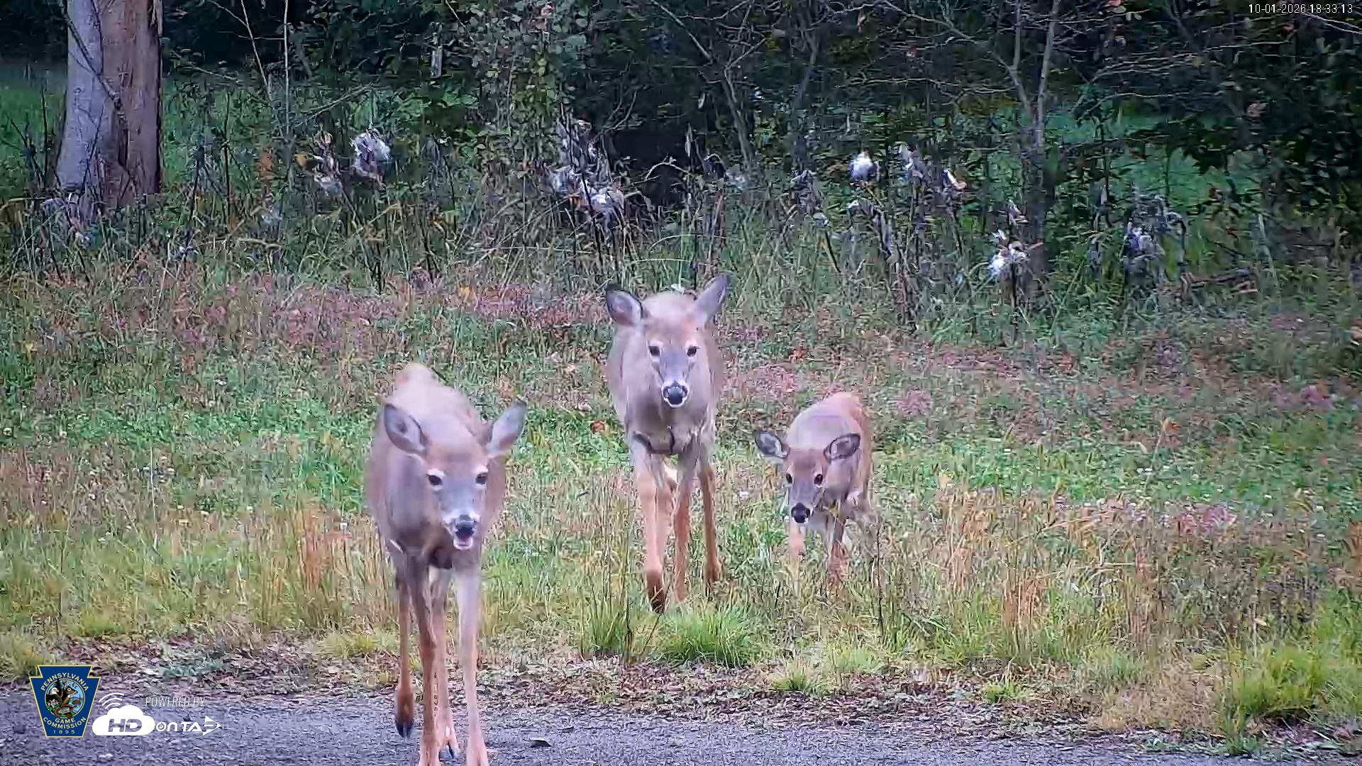 Snapshot of Pennsylvania Elk Live Webcam taken Oct 1, 2026, 6:34pm EDT