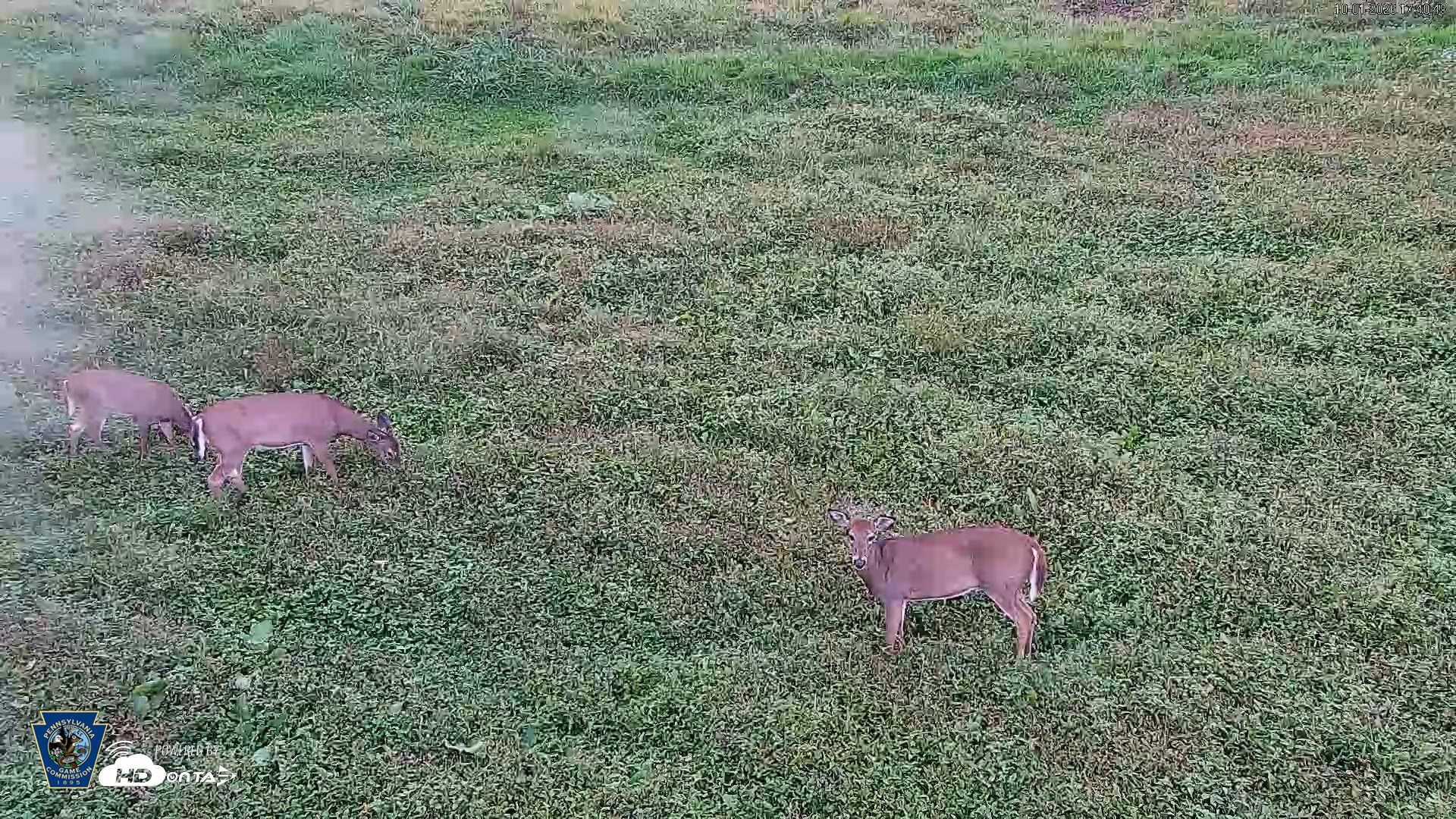 Snapshot of Pennsylvania Elk Live Webcam taken Oct 1, 2026, 5:41pm EDT