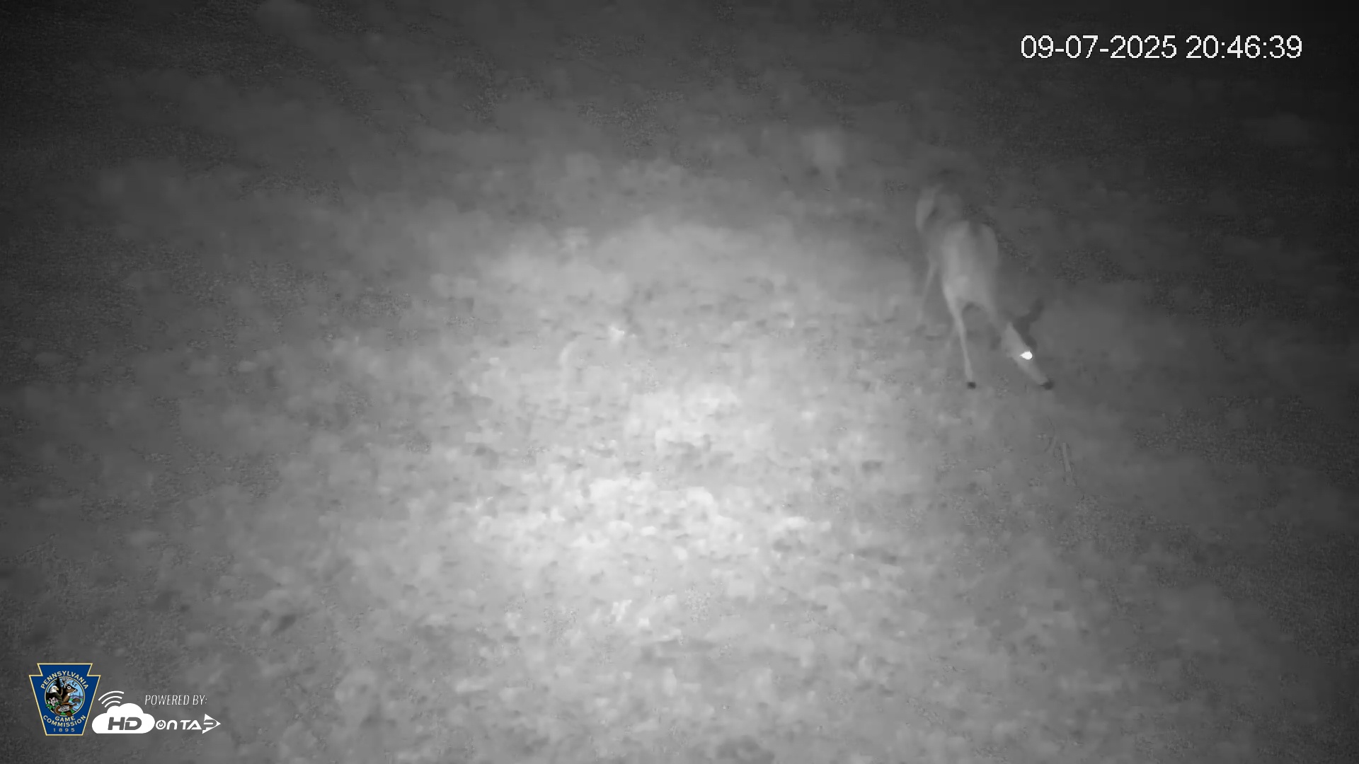 Snapshot of Pennsylvania Elk Live Webcam taken Sep 7, 2025, 8:47pm EDT