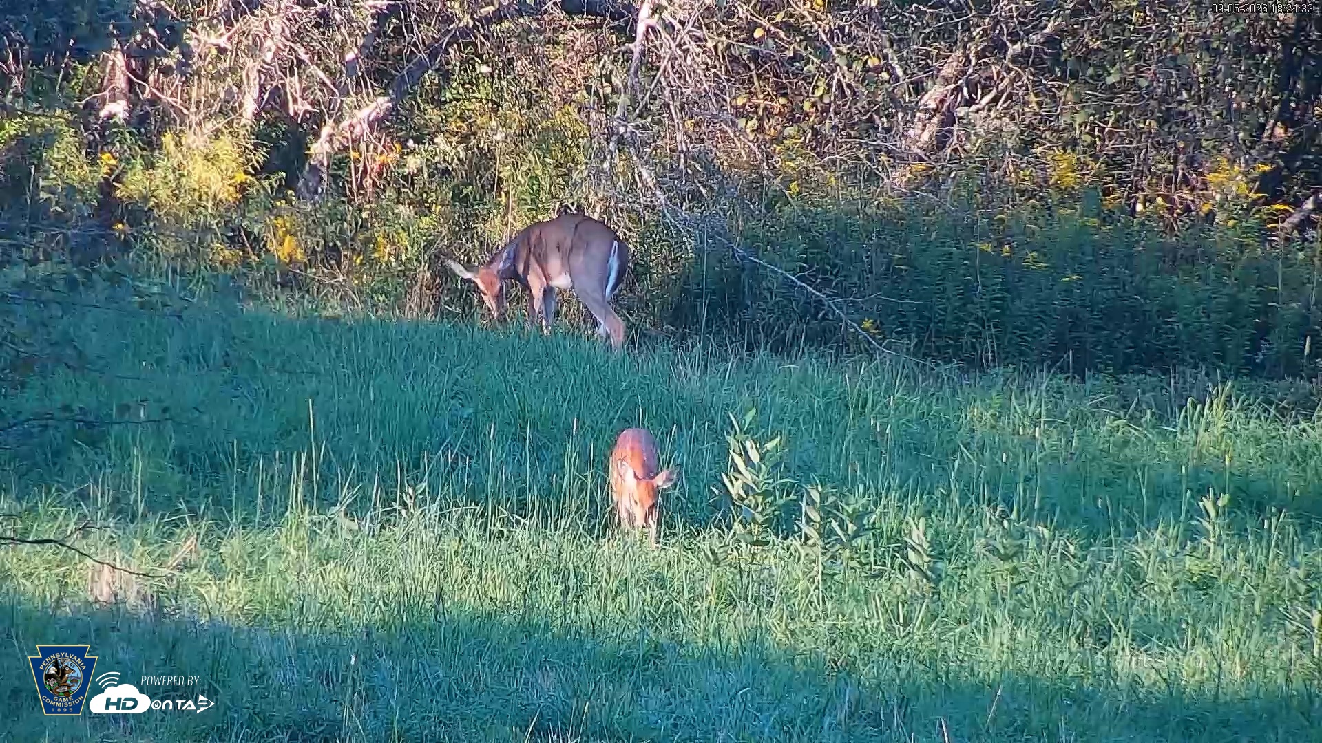 Snapshot of Pennsylvania Elk Live Webcam taken Sep 5, 2026, 6:25pm EDT