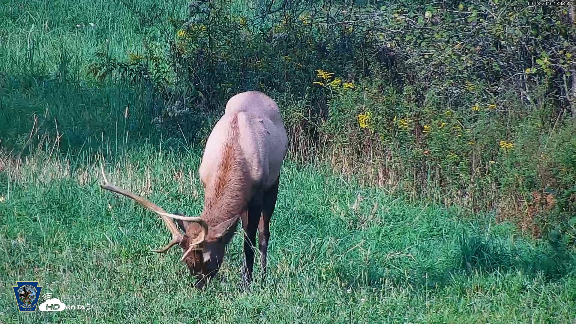 Snapshot of Pennsylvania Elk Live Webcam taken Sep 8, 2026, 6:15pm EDT