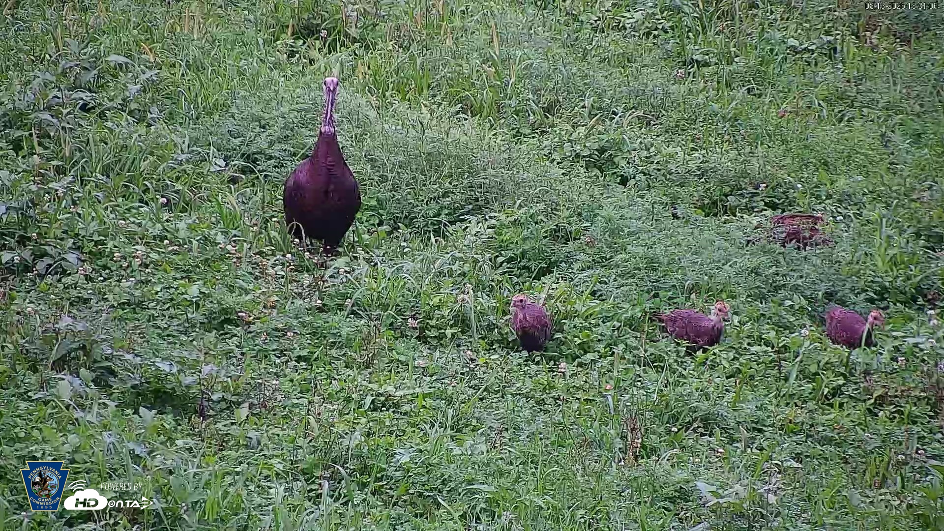 Snapshot of Pennsylvania Elk Live Webcam taken Aug 13, 2026, 6:33pm EDT