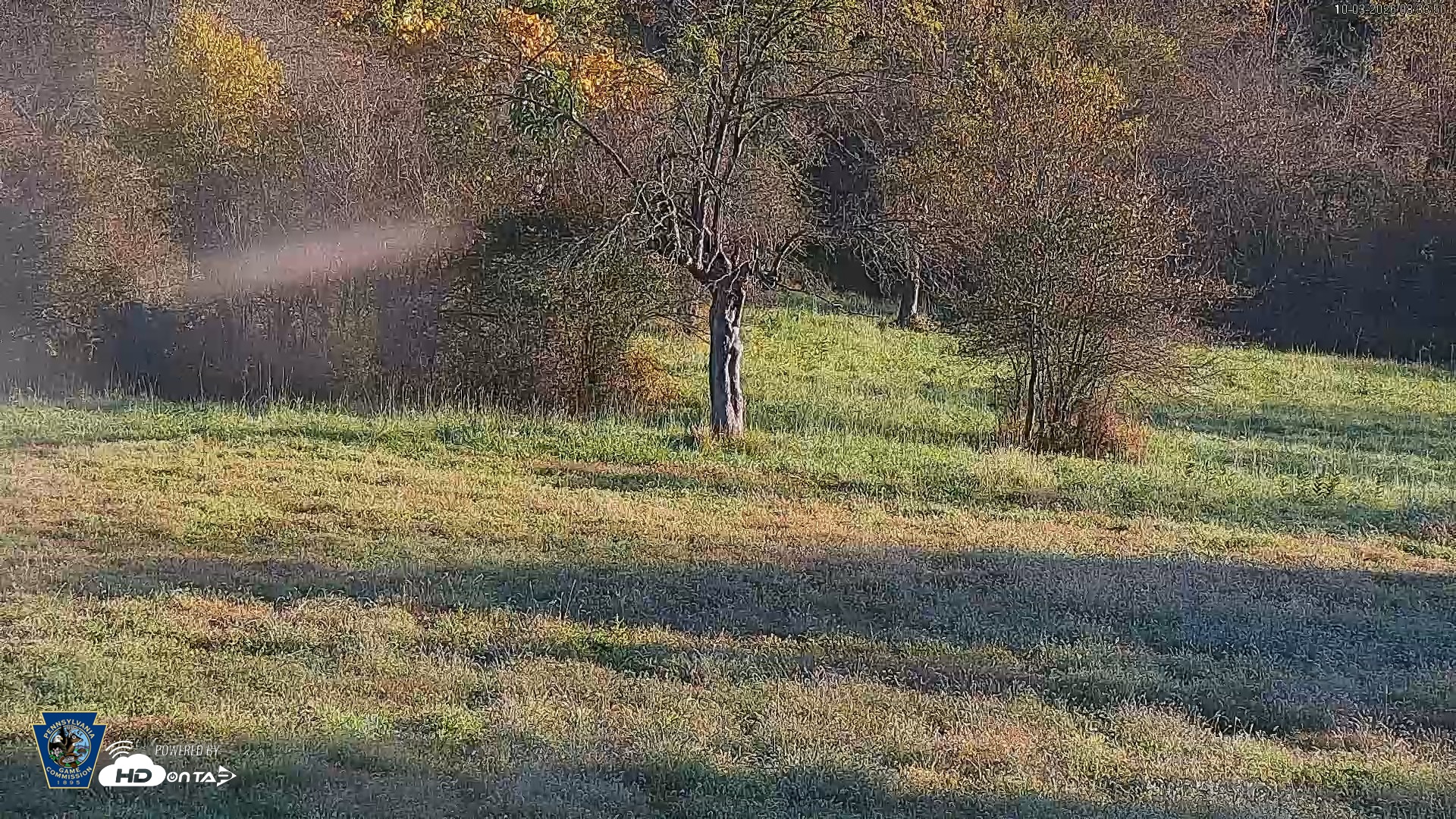 Snapshot of Pennsylvania Elk Live Webcam taken Oct 3, 2026, 8:34am EDT