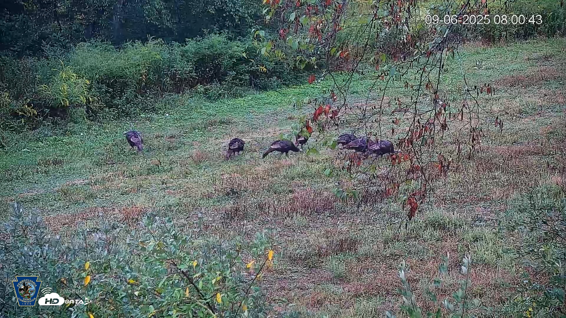 Snapshot of Pennsylvania Elk Live Webcam taken Sep 6, 2025, 8:01am EDT