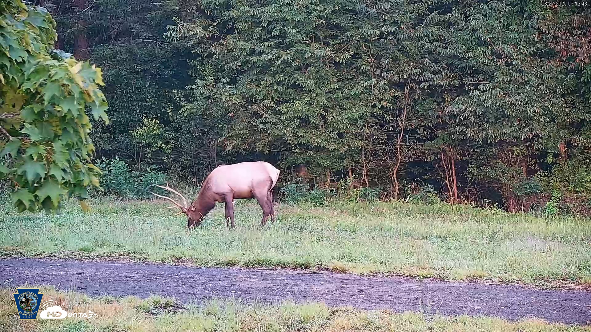 Snapshot of Pennsylvania Elk Live Webcam taken Aug 27, 2026, 7:20am EDT